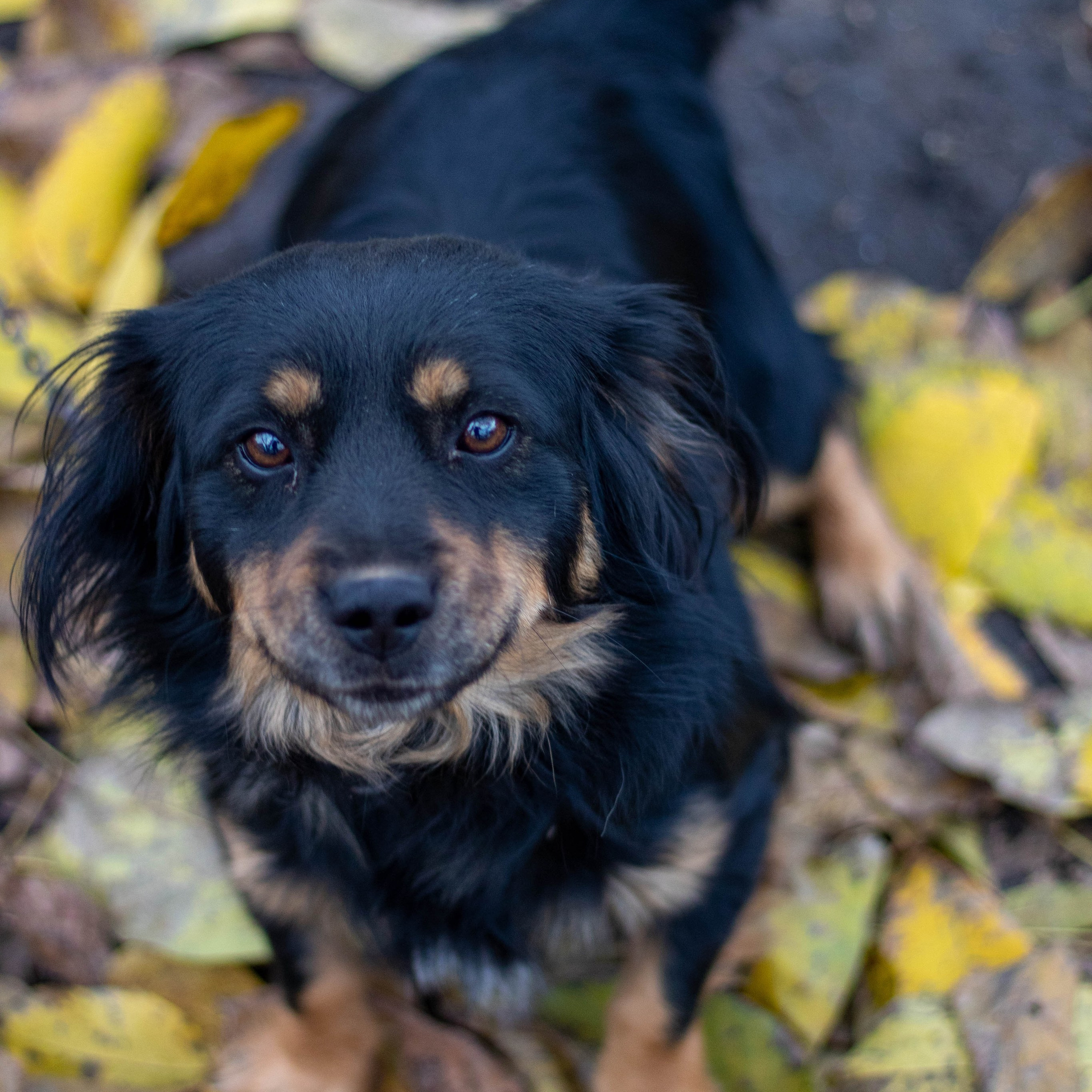 Cute black puppy resting on fallen leaves in an autumn forest