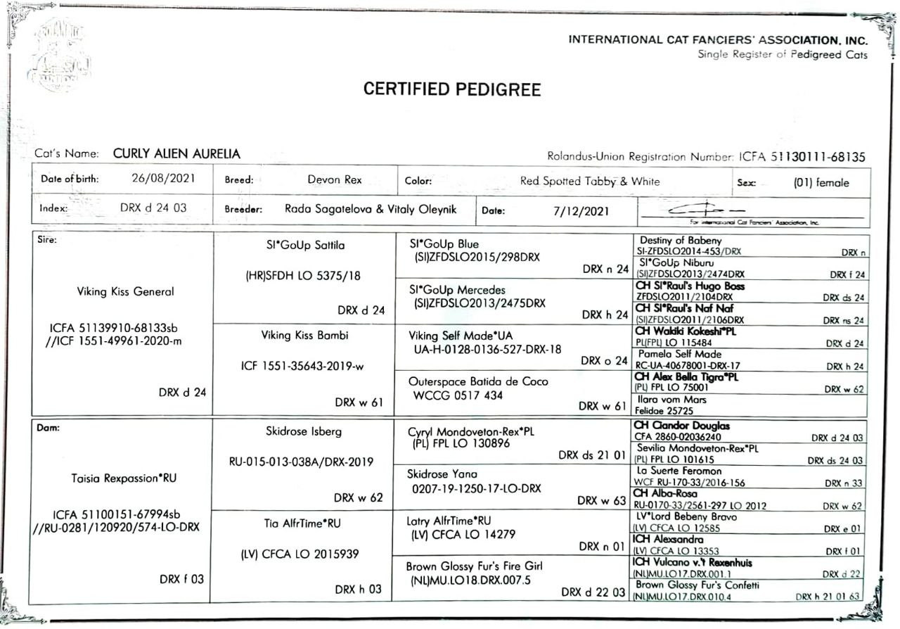 Pedigree Aurelia. Devon Rex Pixie Cattery