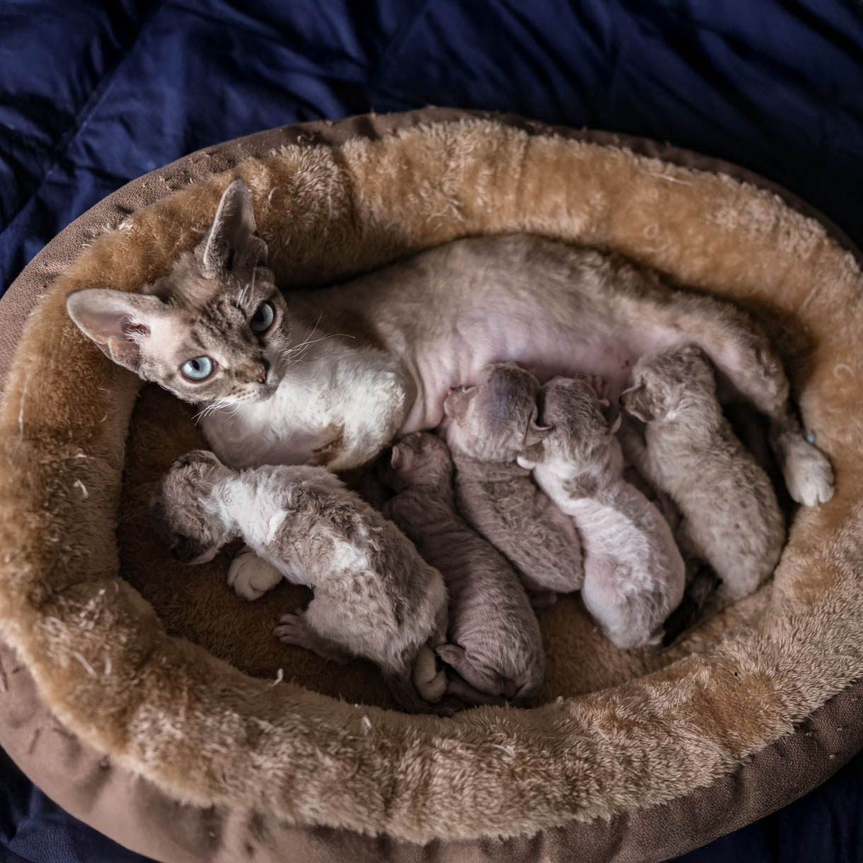 KITTENS. Devon Rex Pixie Cattery