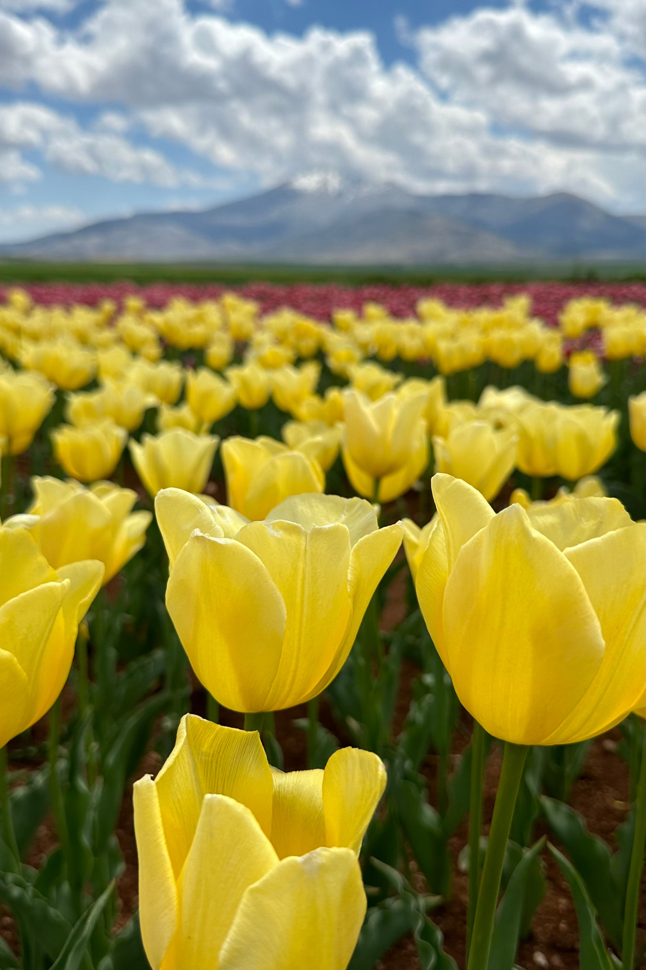 Тюльпан Турция. Тюльпановые поля в Турции. Отдых в Турции. Сады тюльпанов в Коньи. Где можно увидеть поля тюльпанов? Цветение в Турции.  Отдых в Турции. Ыспарта . . Сезон цветение в Турции. Турция. Жизнь в Турции. Локации в Турции . Красивые локации в Турции.Фотограф в Анталии. Фотограф Анталия. Фотограф Анталья. Жизнь в Анталии. Фотограф Белек. Фотограф Алания. Фотограф Сиде. Фотограф Кемер. Фотограф Турция. 