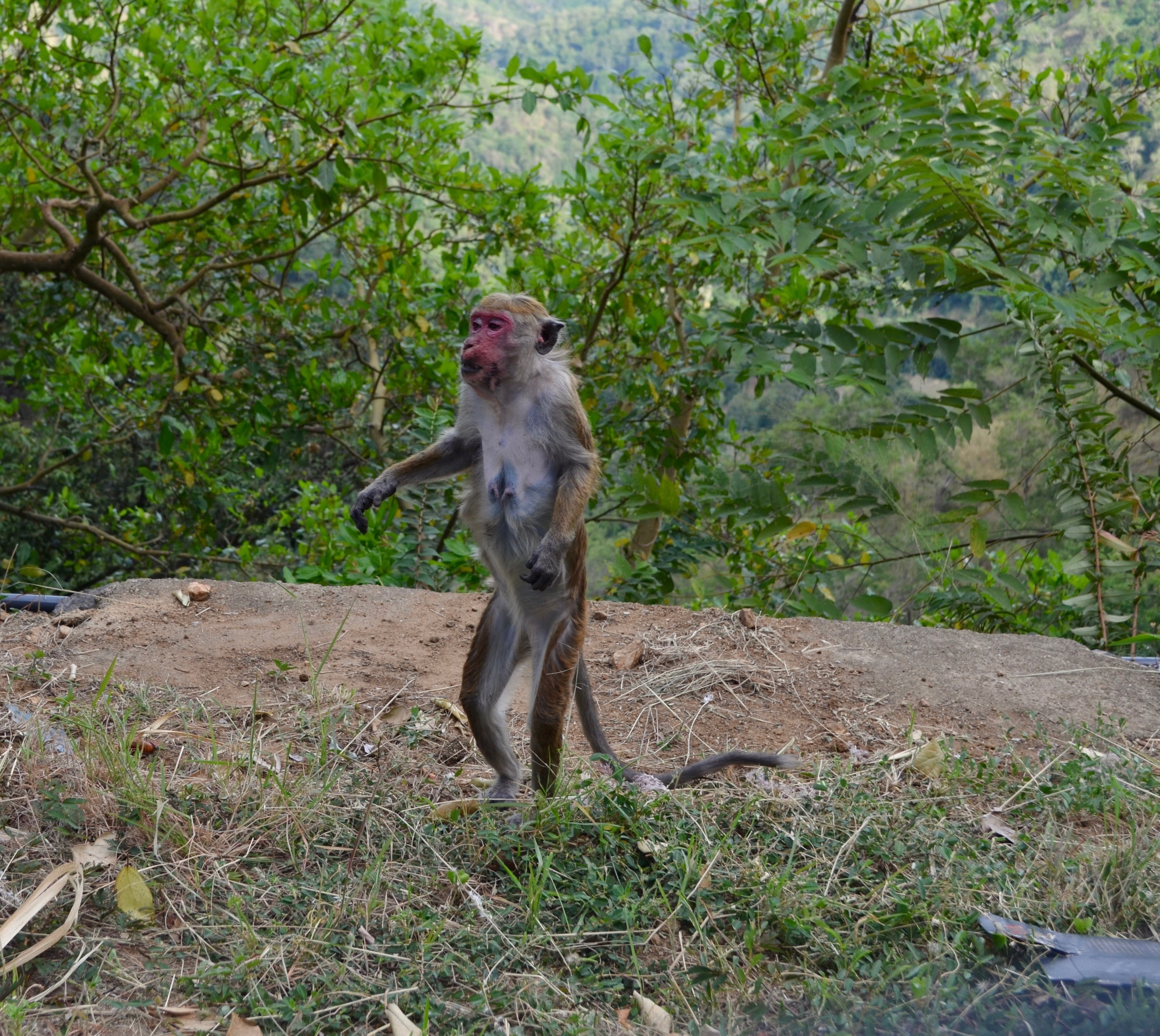 Шри-Ланка — Мальдивы. Mannequins, design, decoration, handmade, photographe…