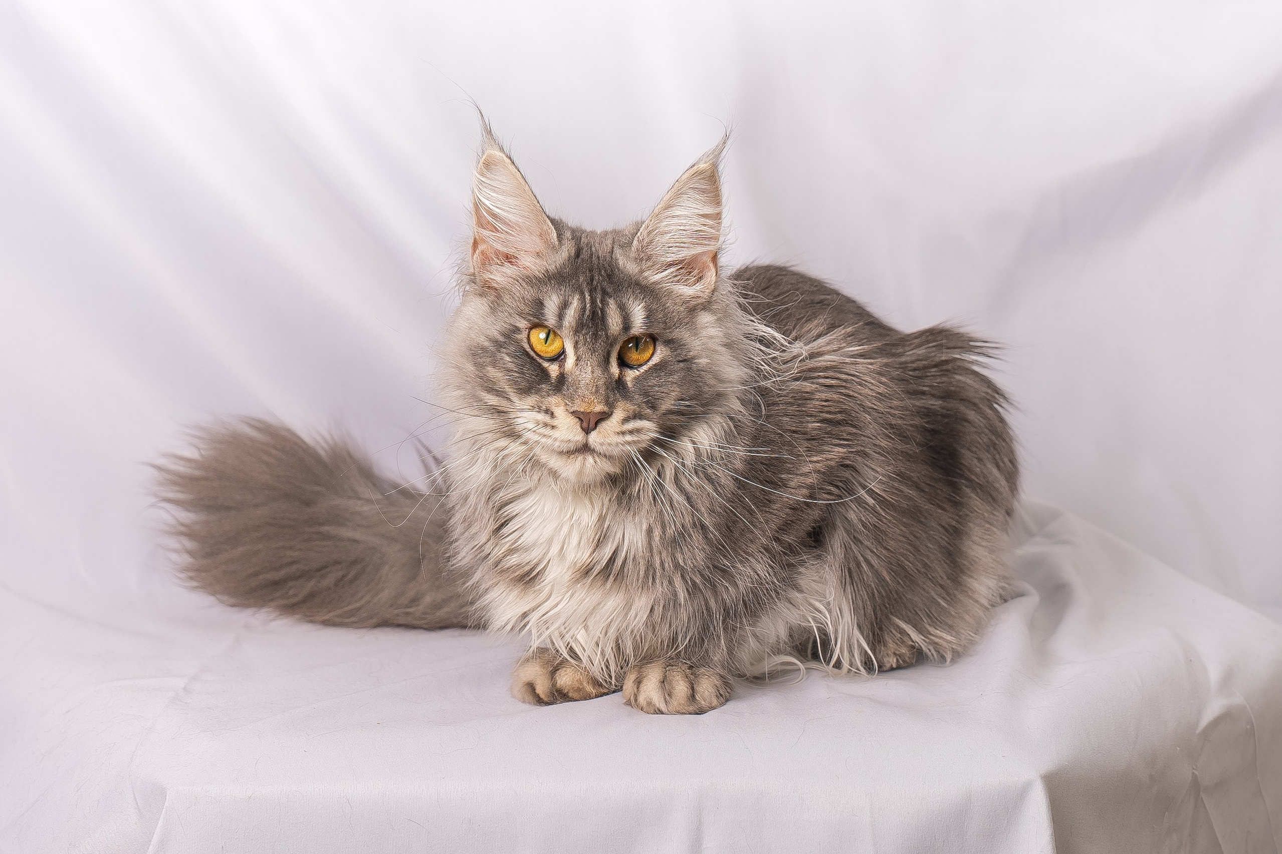 Parents. Senator Cat — Maine Coon cattery