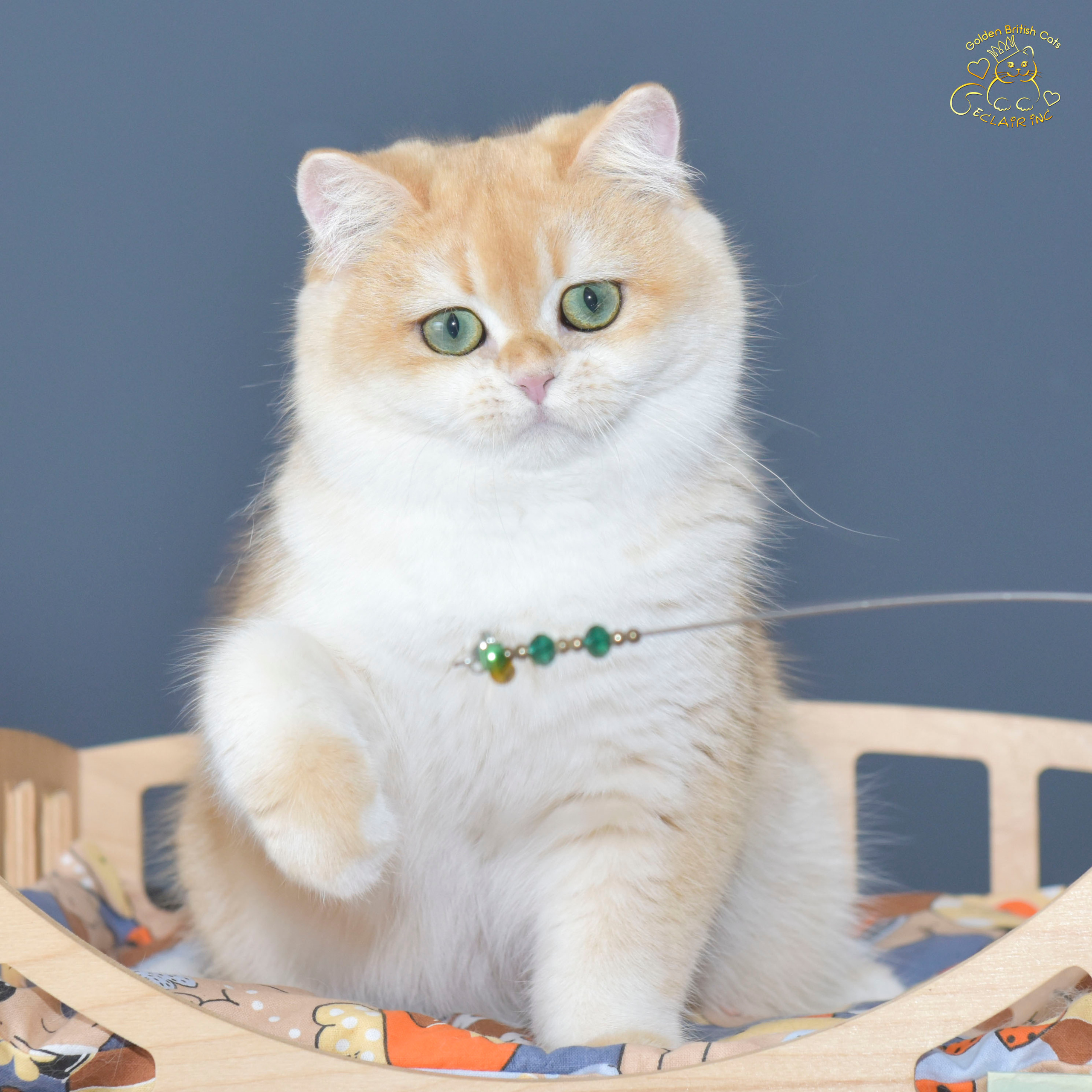 британские кошки, британские золотые кошки, британские золотые шиншиллы, питомник британских кошек, питомник золотых шиншилл, купить британскую кошку, питомник британских шиншилл в Греции, Питомник британских золотых шиншилл, британские кошки, питомник британских кошек, питомник золотых шиншилл, питомник золотых британцев, британская кошка Москва, британская золотая шиншилла Лимассол, питомник британских кошек Москва, питомник  британских кошек Ростов, британских кошек Сочи, питомник британских кошек Екатеринбург