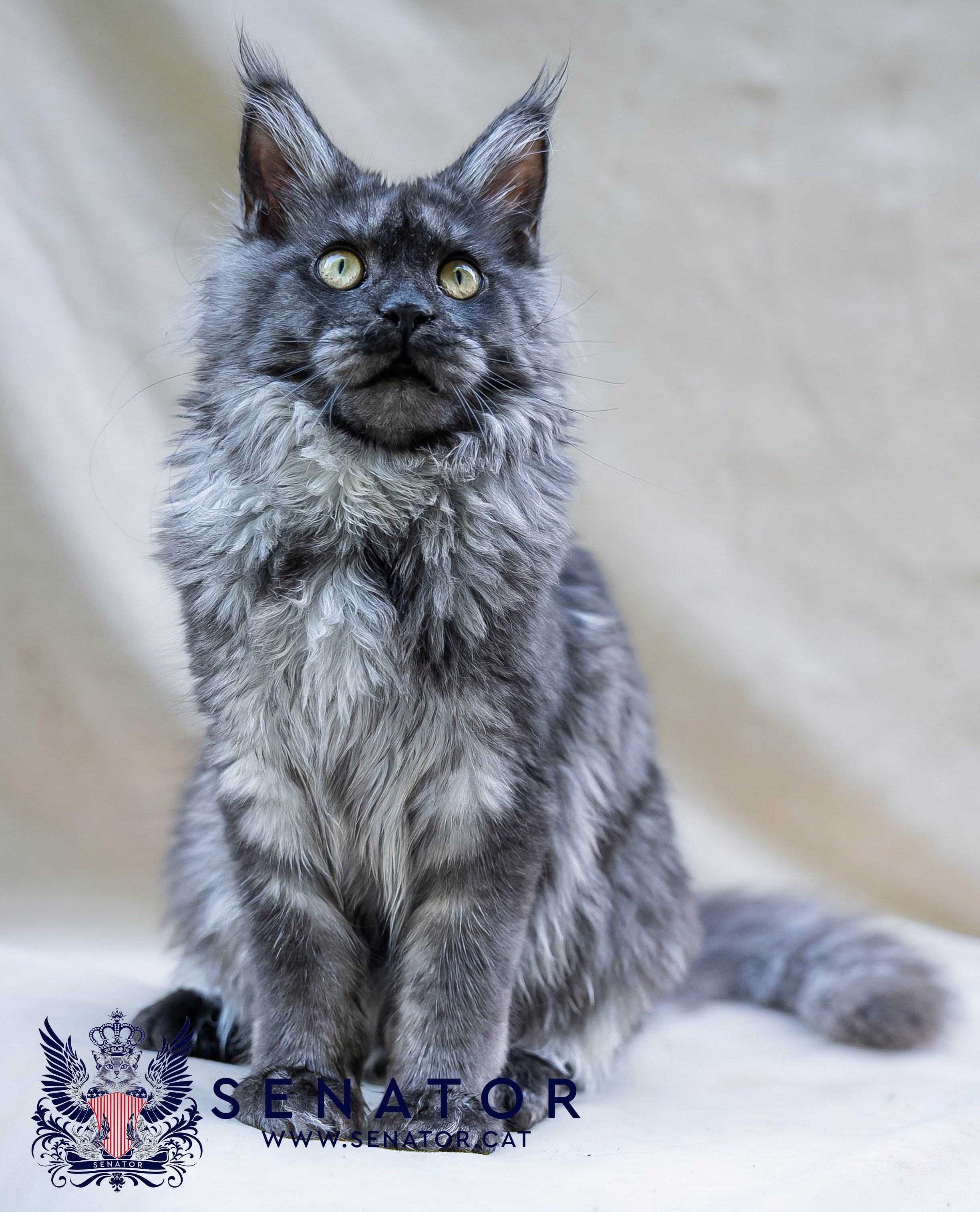 Senator Cat — Maine Coon cattery