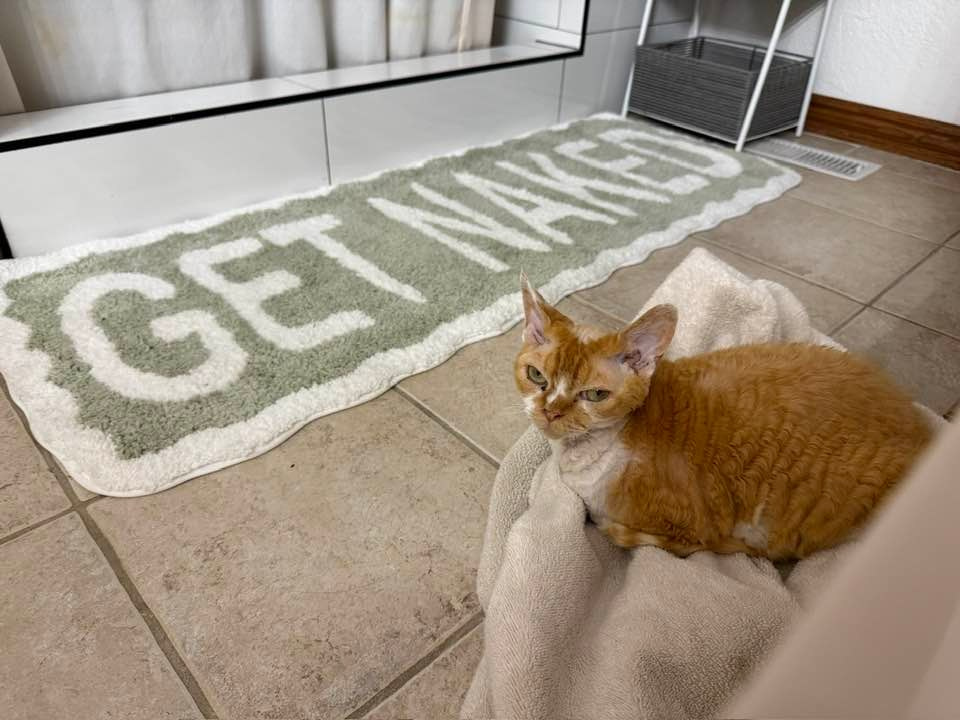 Dobby, boy. Devon Rex Pixie Cattery