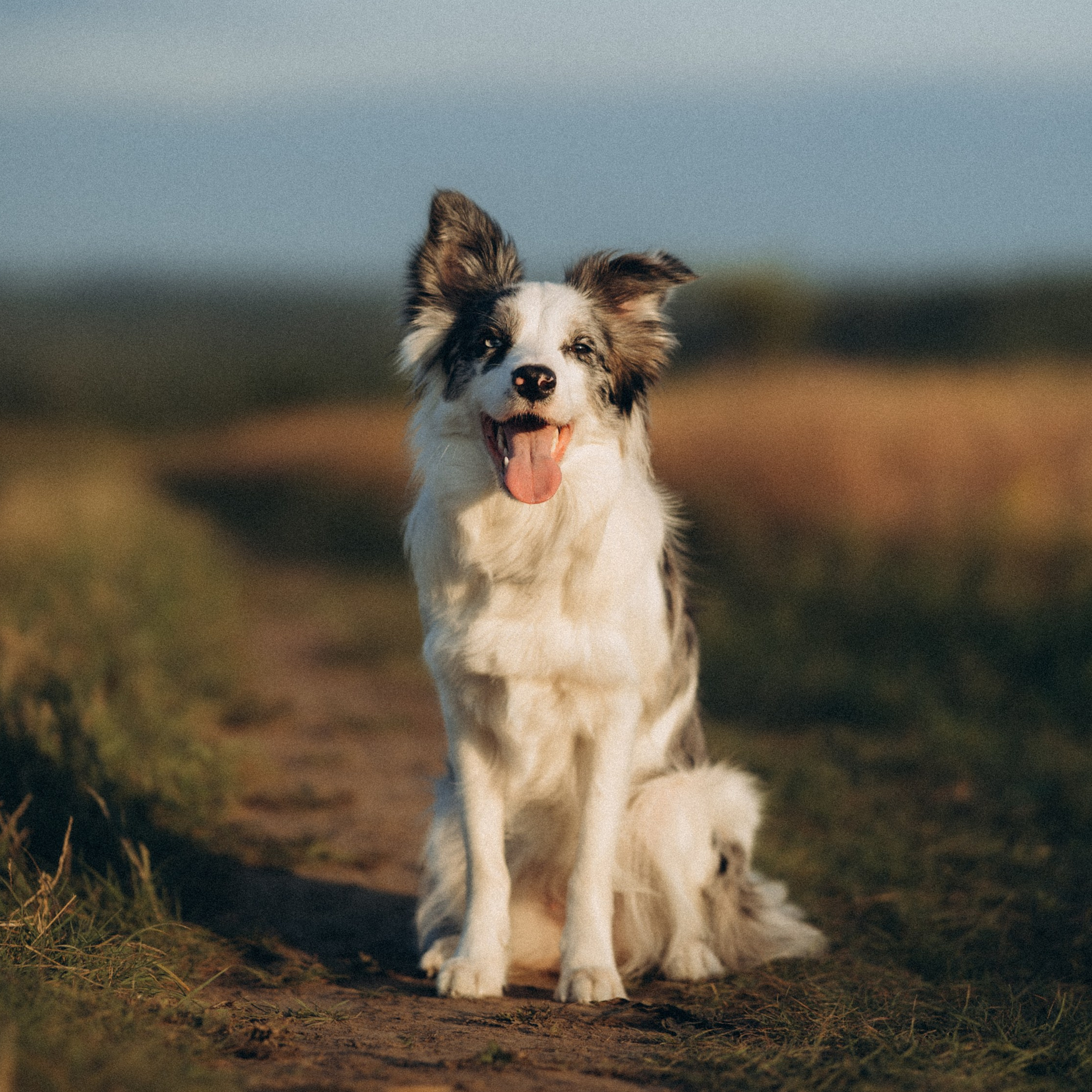 Відео. Фотограф-анімаліст Київ