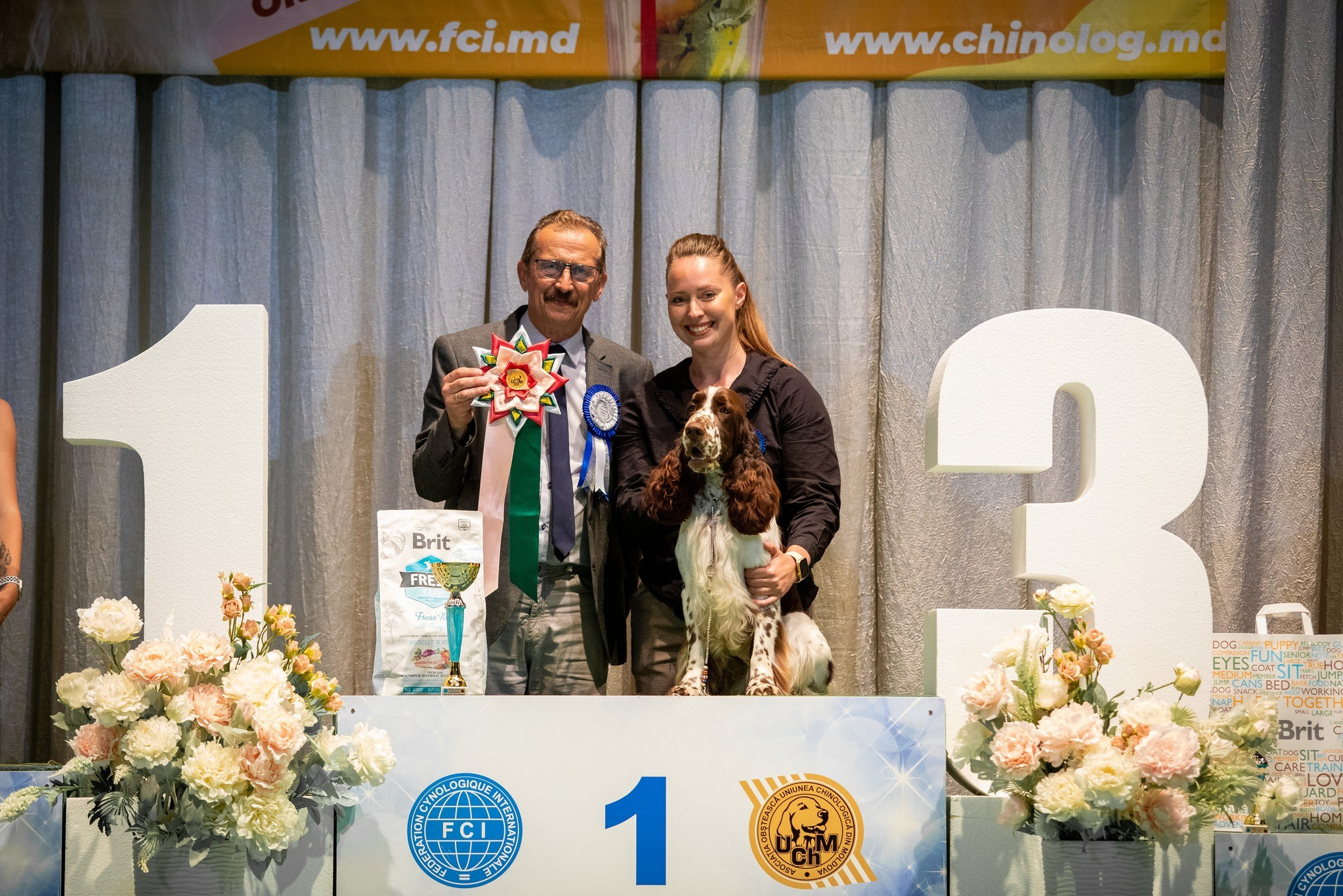 Photo springer spaniel champion of Moldova