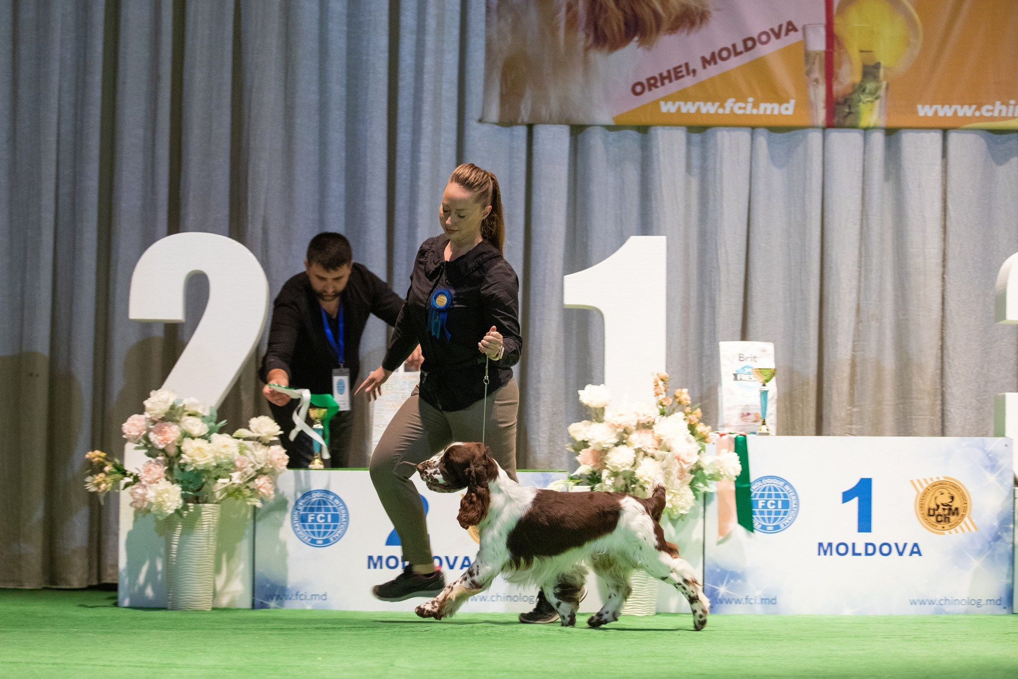Photo springer spaniel champion of Moldova