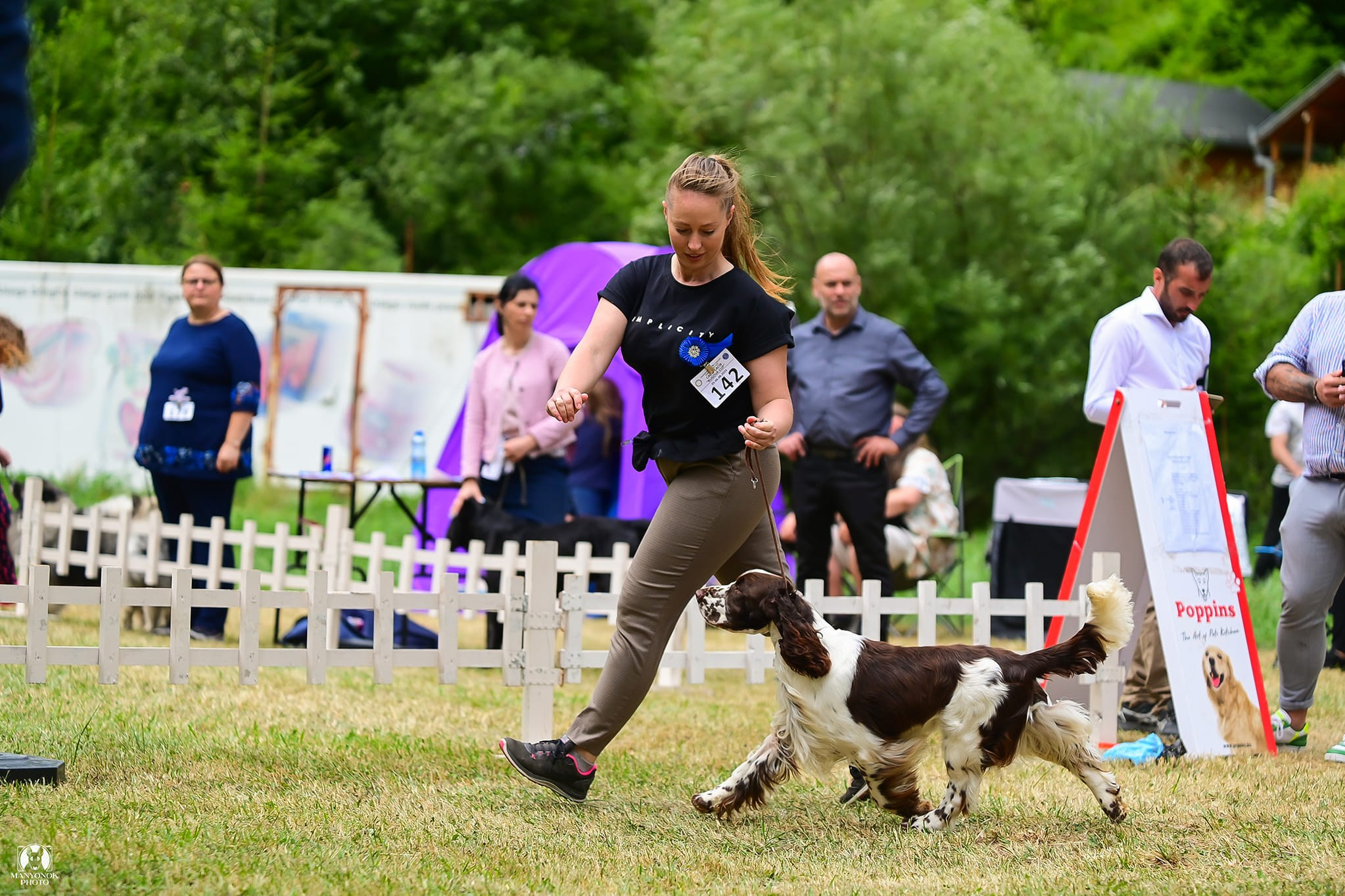 Photo springer spaniel champion of Kosovo