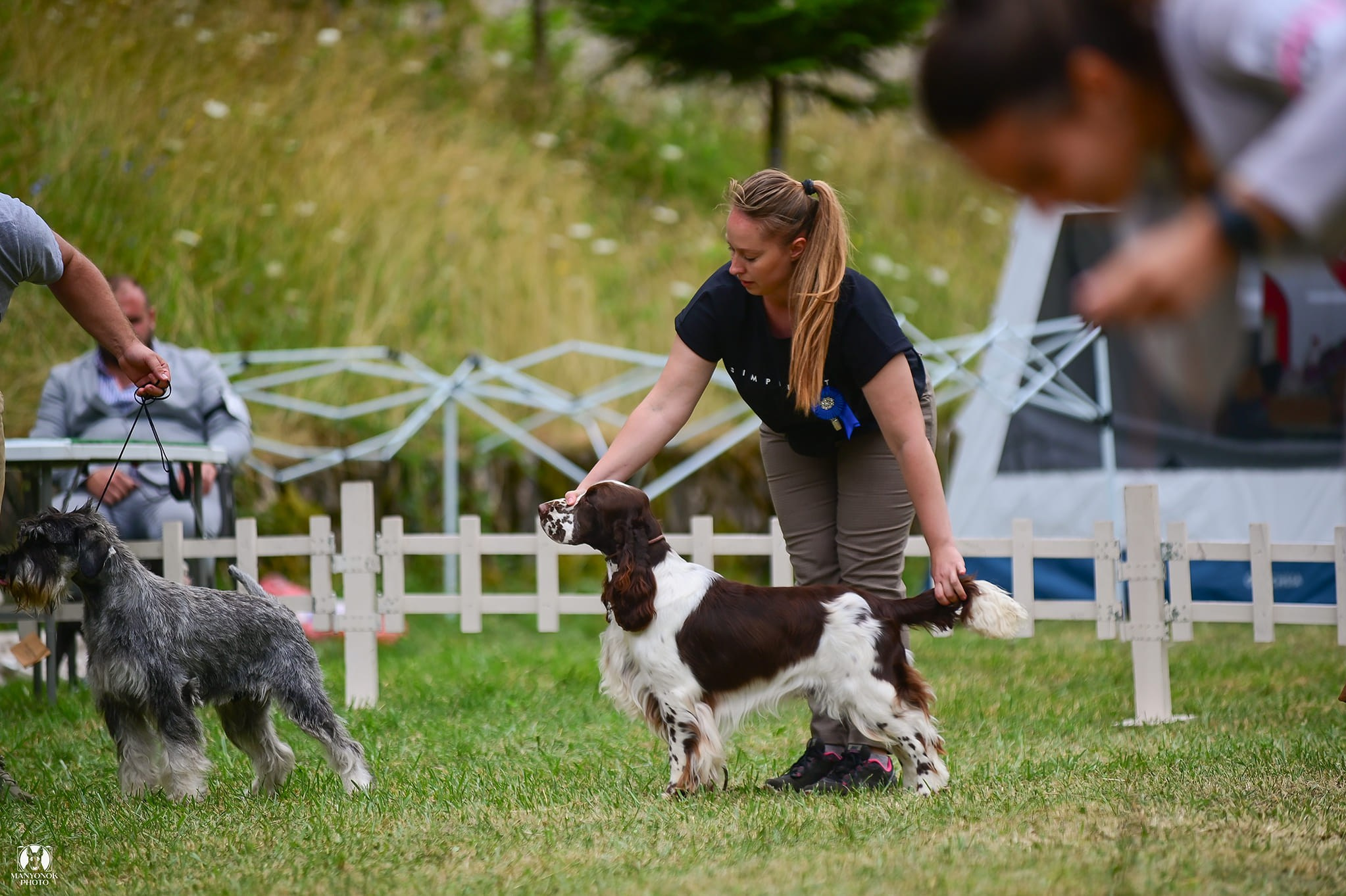 Photo springer spaniel champion of Kosovo