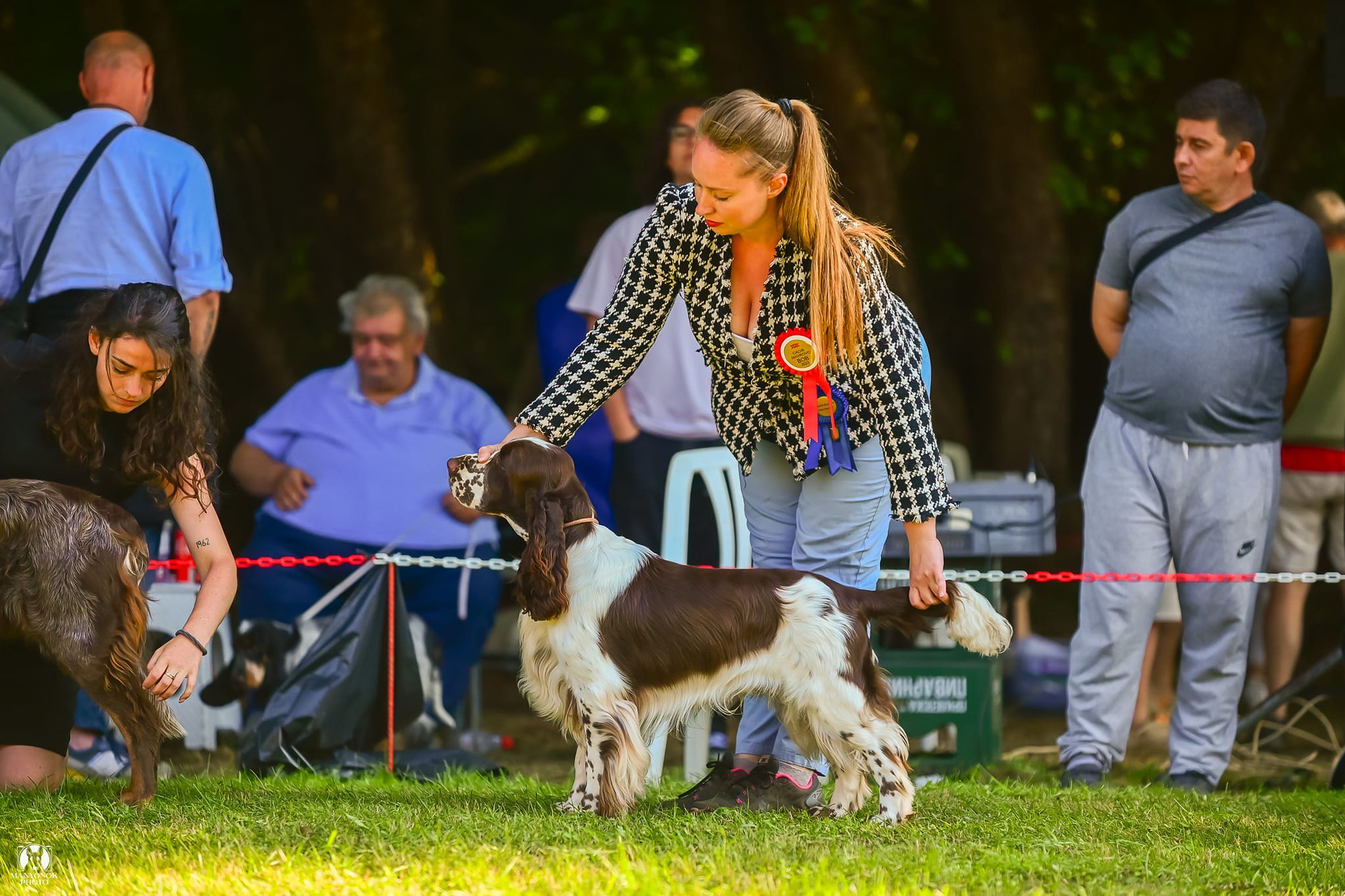 Photo springer spaniel champion of Macedonia