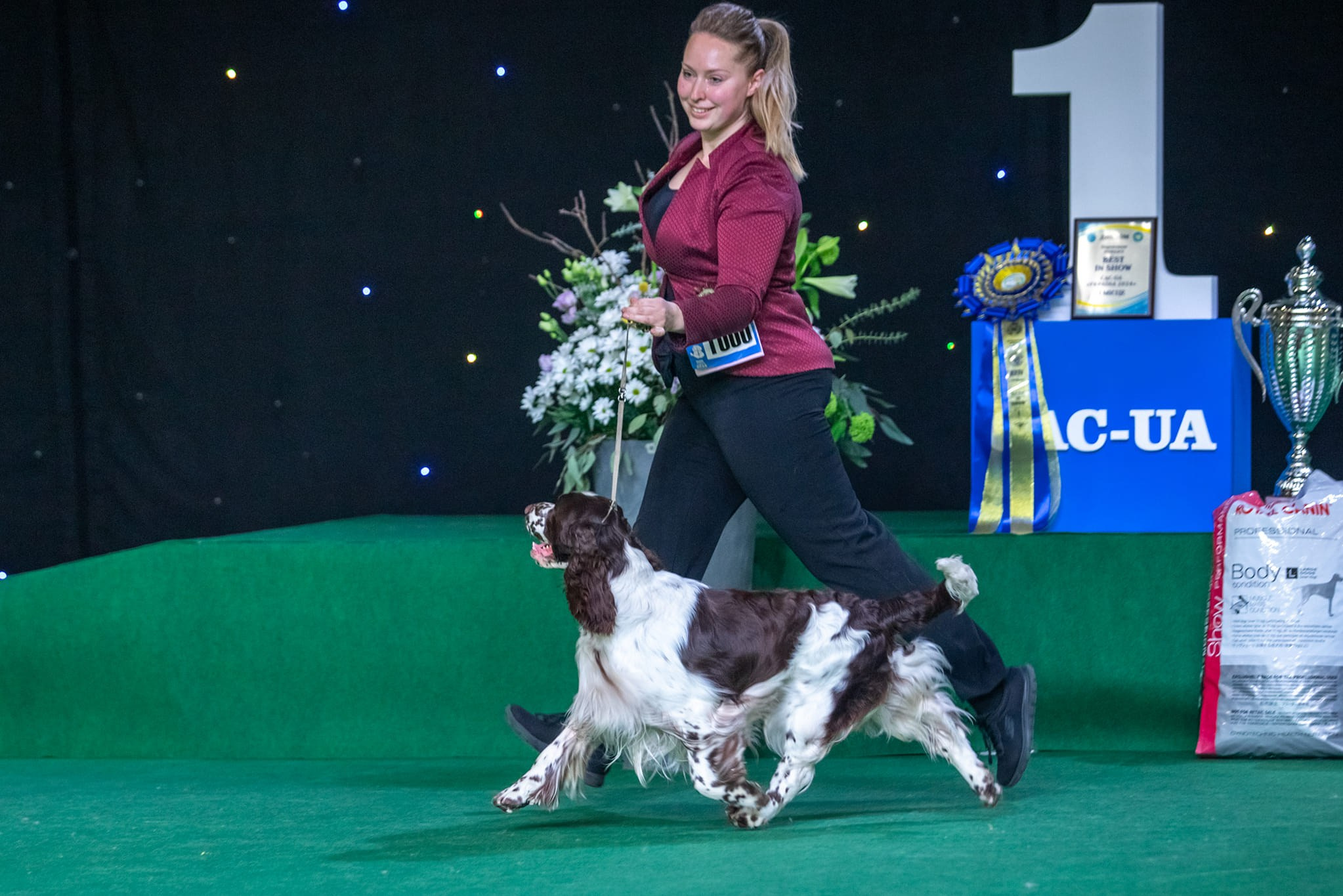 Photo springer spaniel champion of Ukraine