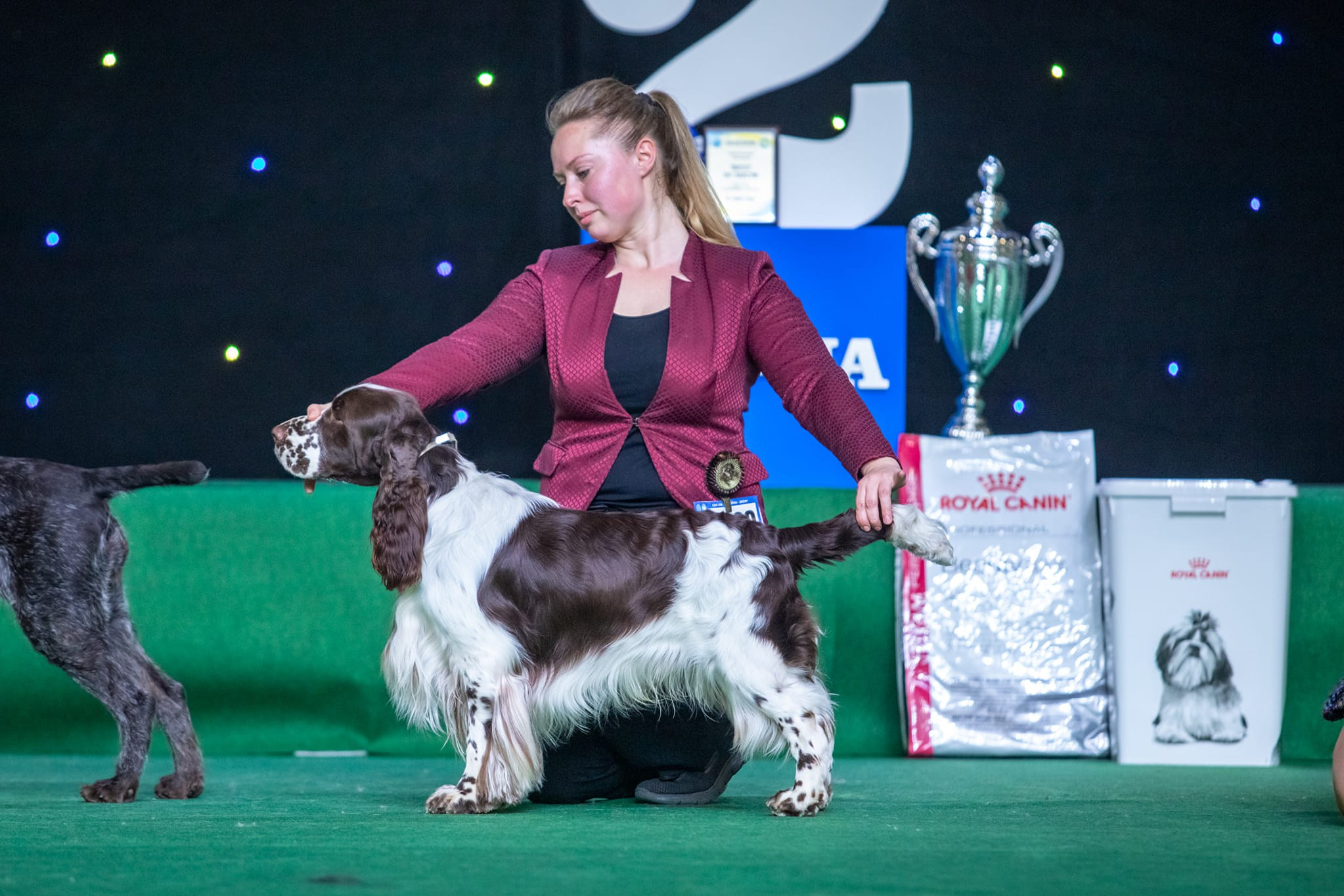 Photo springer spaniel champion of Ukraine
