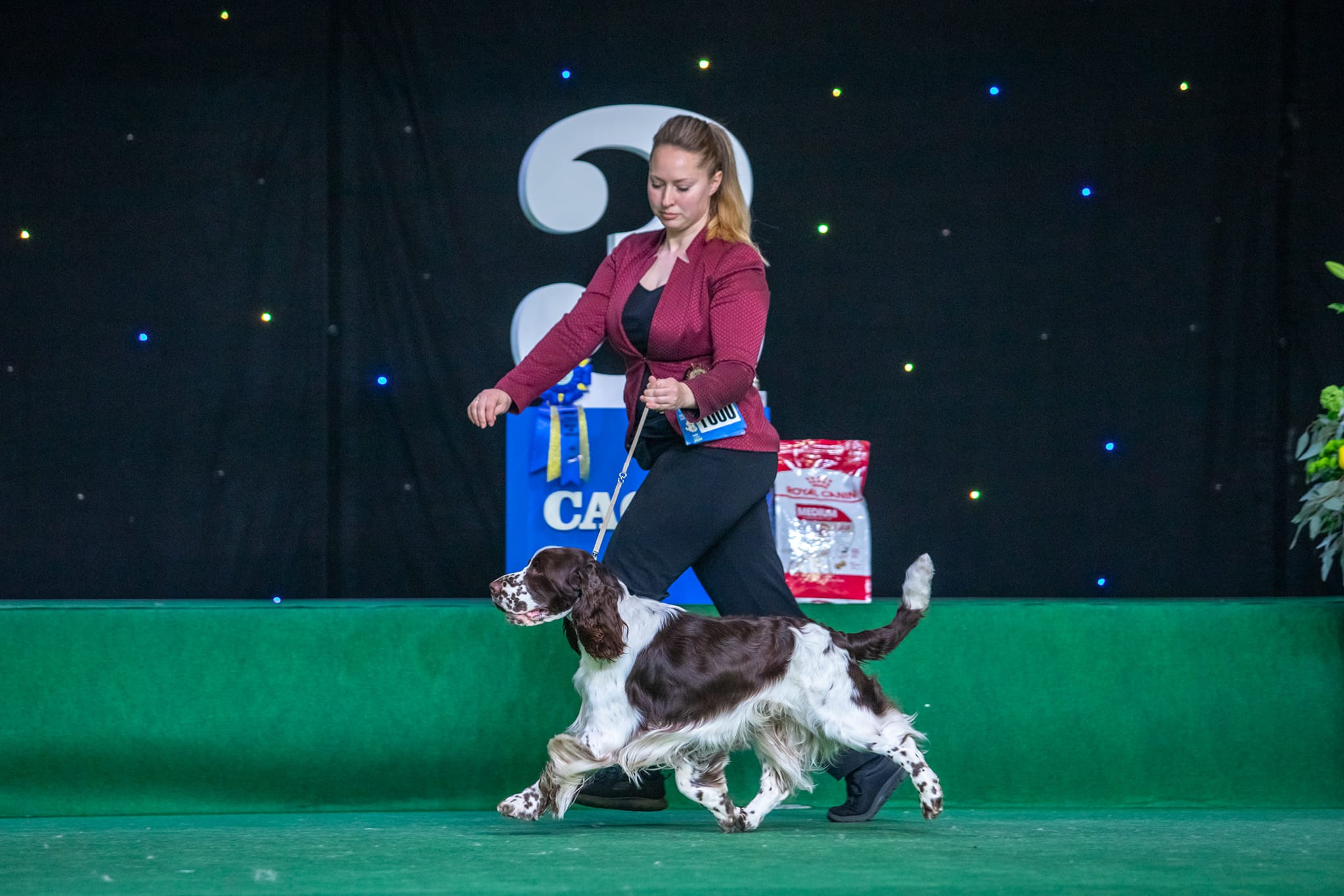 Photo springer spaniel champion of Ukraine