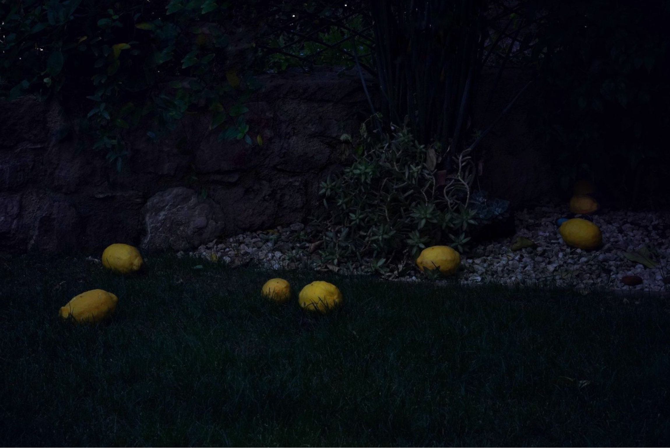 If I would be a landscape (2023-ongoing). Ant | photo