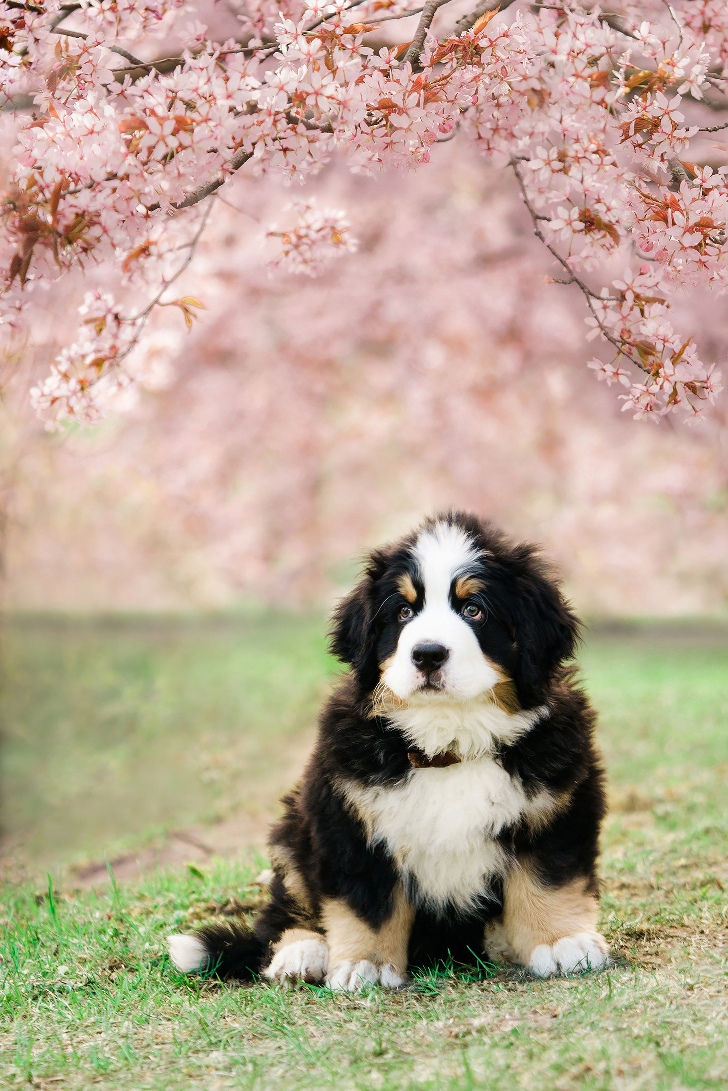 Minikuvaukset kirsikkapuistossa