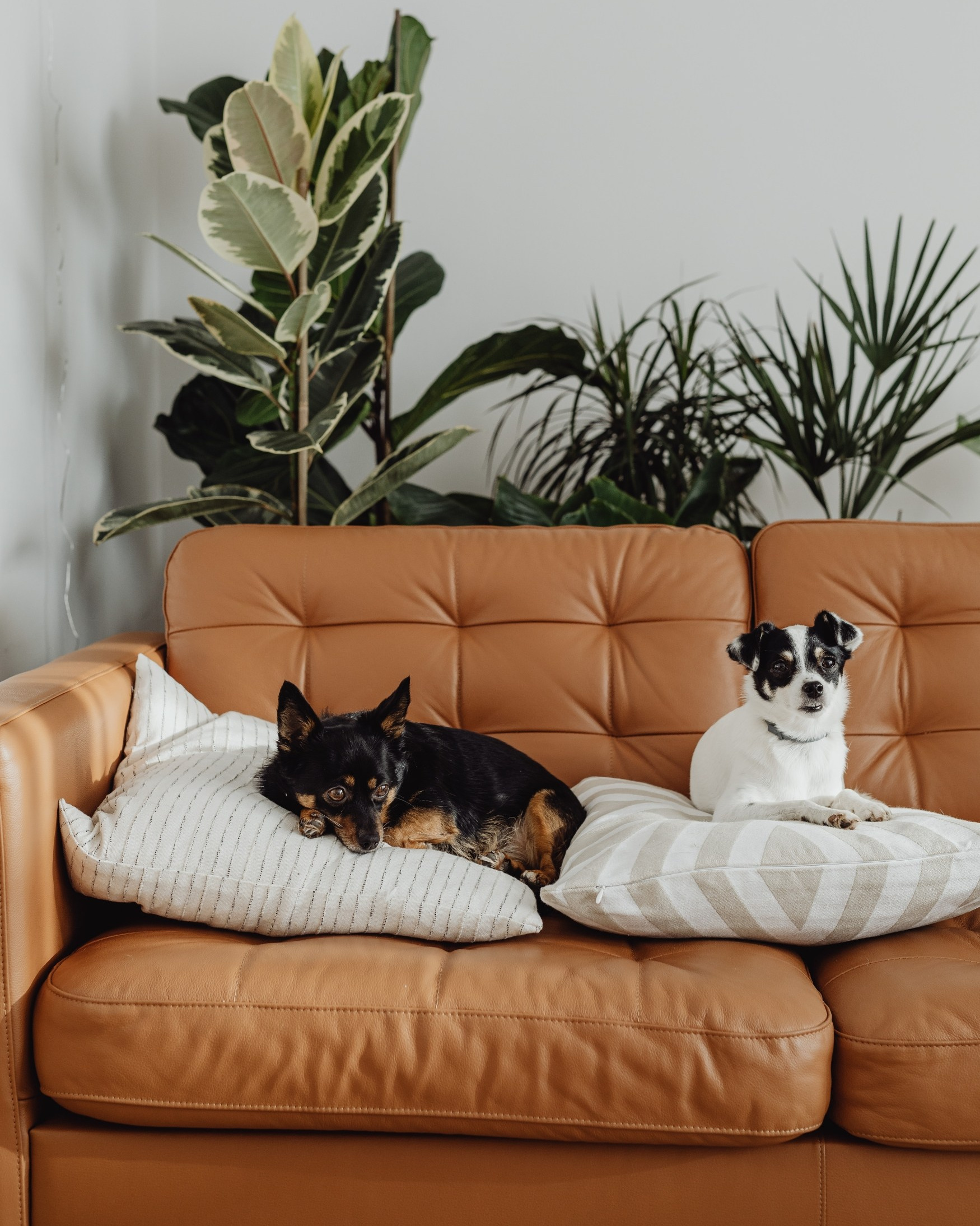 TopMasters.pl — Sprzątanie mieszkań, Pranie tapicerki Gdańsk, TRÓJMIASTO| Zadzwoń i Zamów! Szybko, łatwo i wygodnie