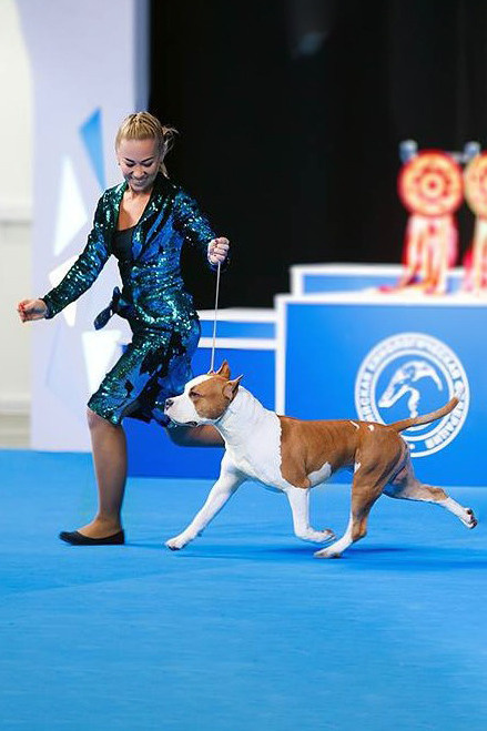 Кинологический клуб РКФ РФСС СЕНСАЦИЯ