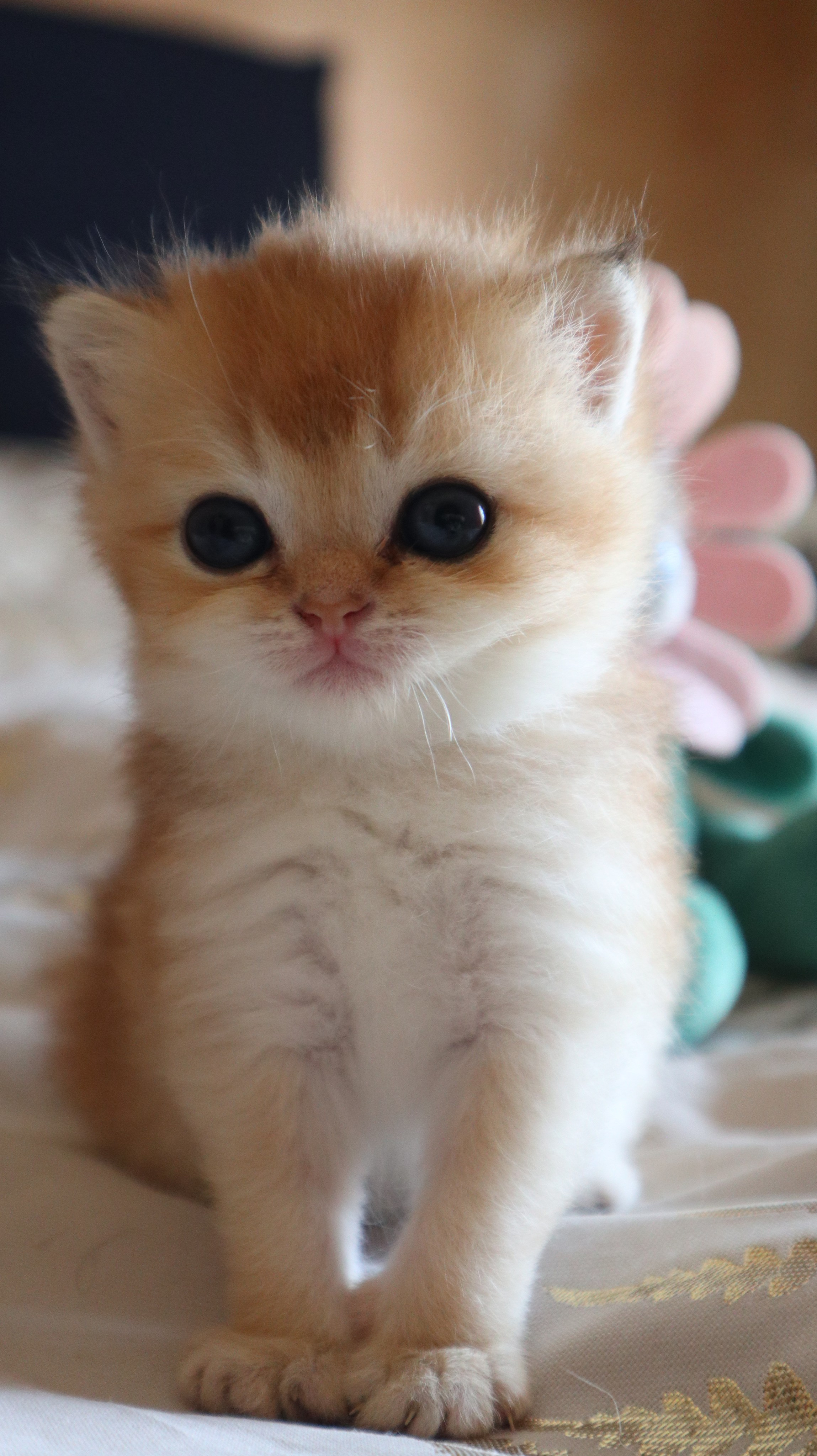 Котята. DreamCatFold — питомник шотландских кошек в Греции