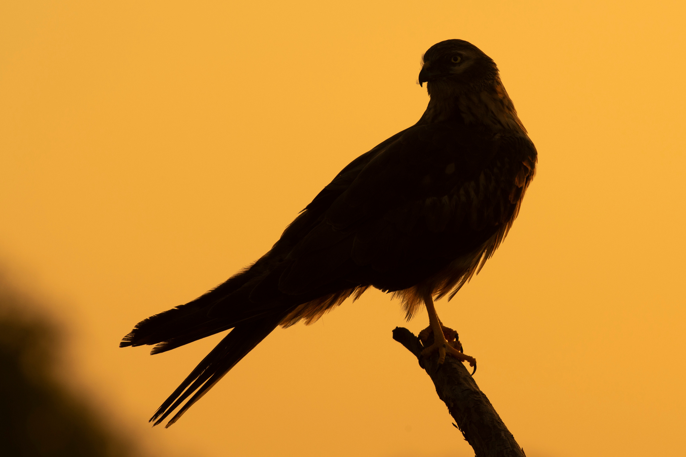 Montagus harrier, Andrejs Jesko