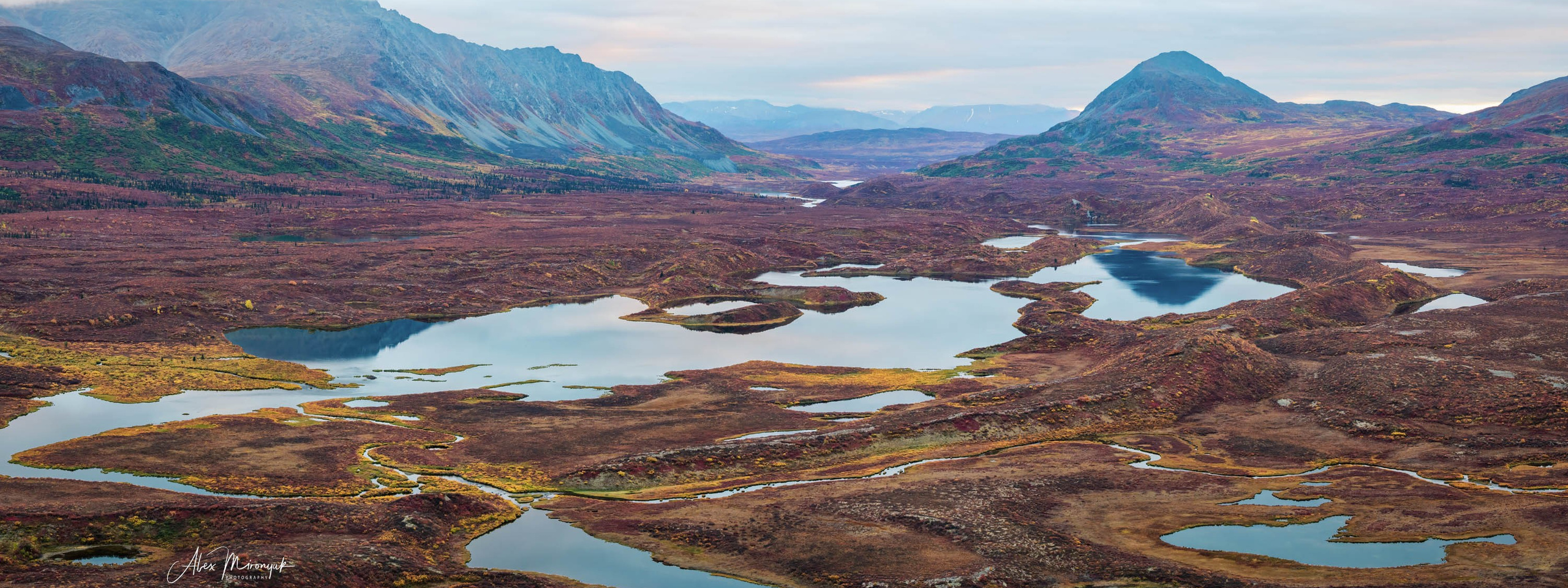 Alaskan Fall Colors. Pet, Senior, Landscape, portrait studio, photographer in Miami and Sou