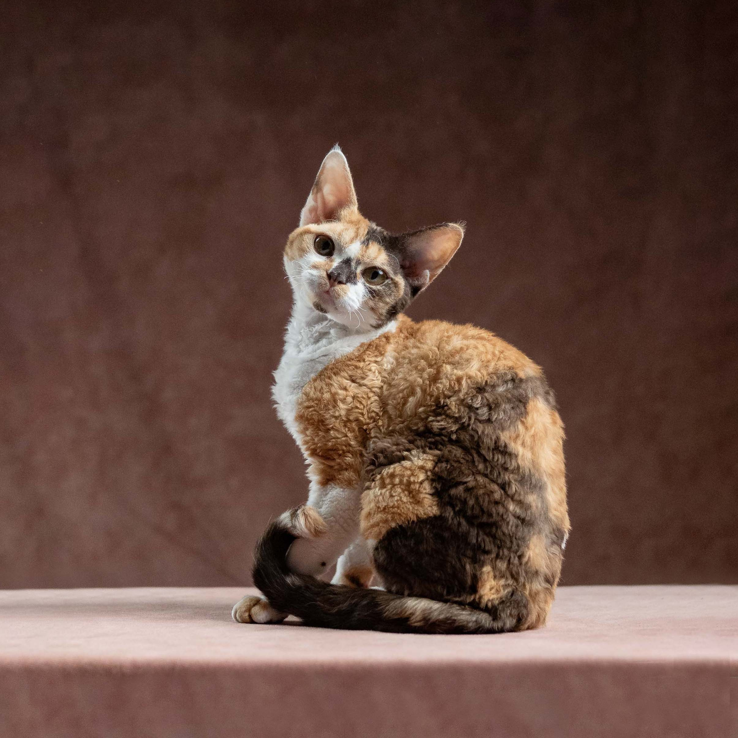 OUR KINGS and QUEENS. Devon Rex Pixie Cattery