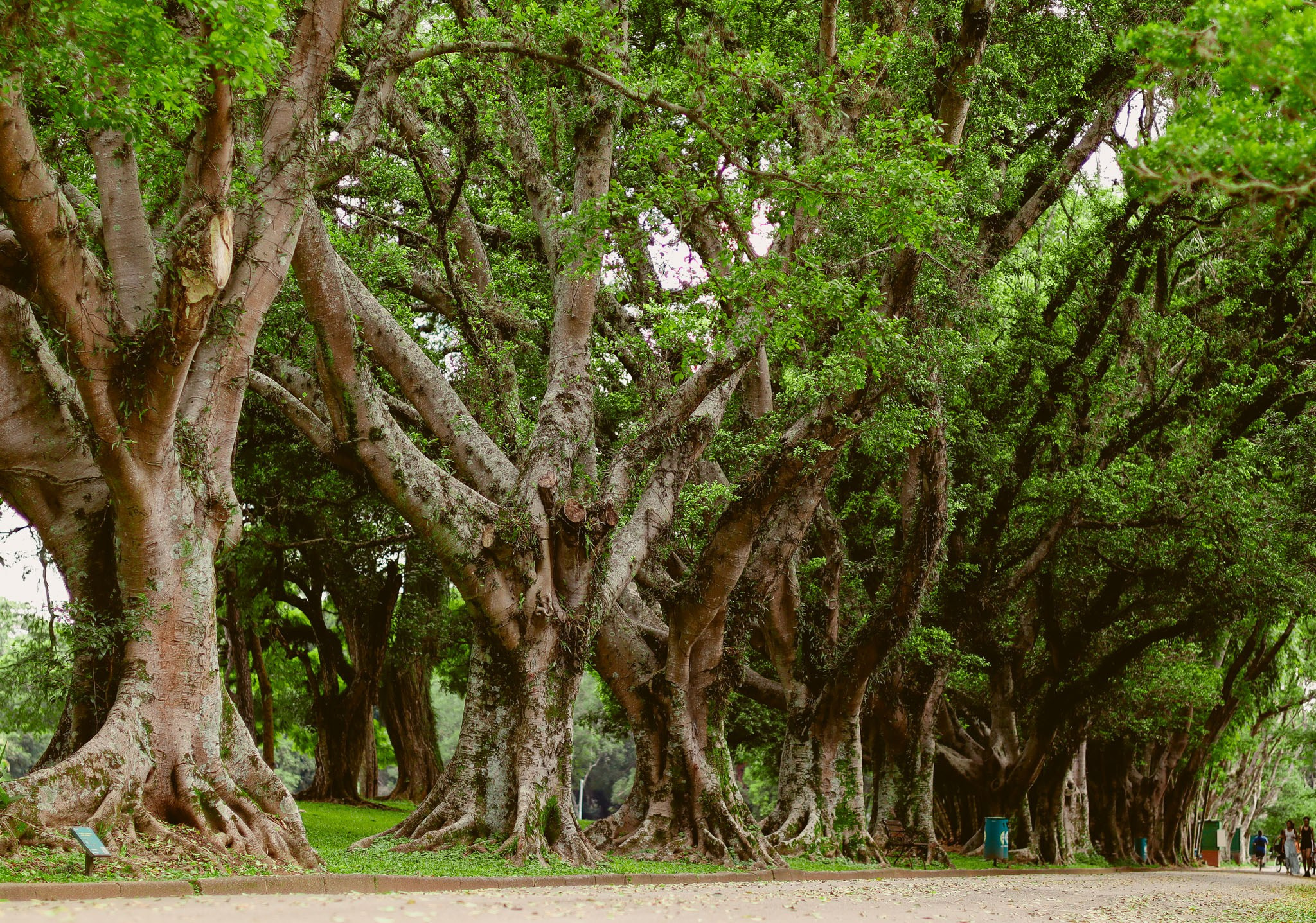 Momentos. CASAMENTO AR LIVRE