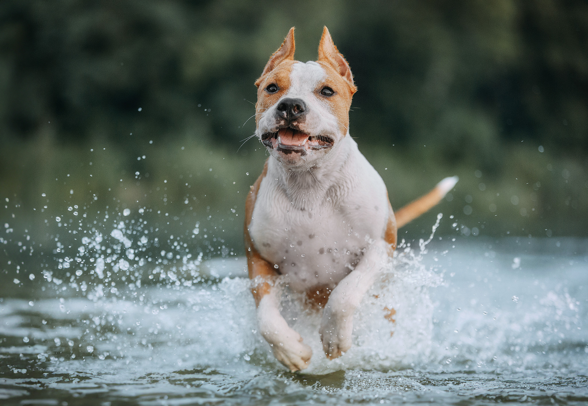 Про мене. Фотограф-анімаліст Київ