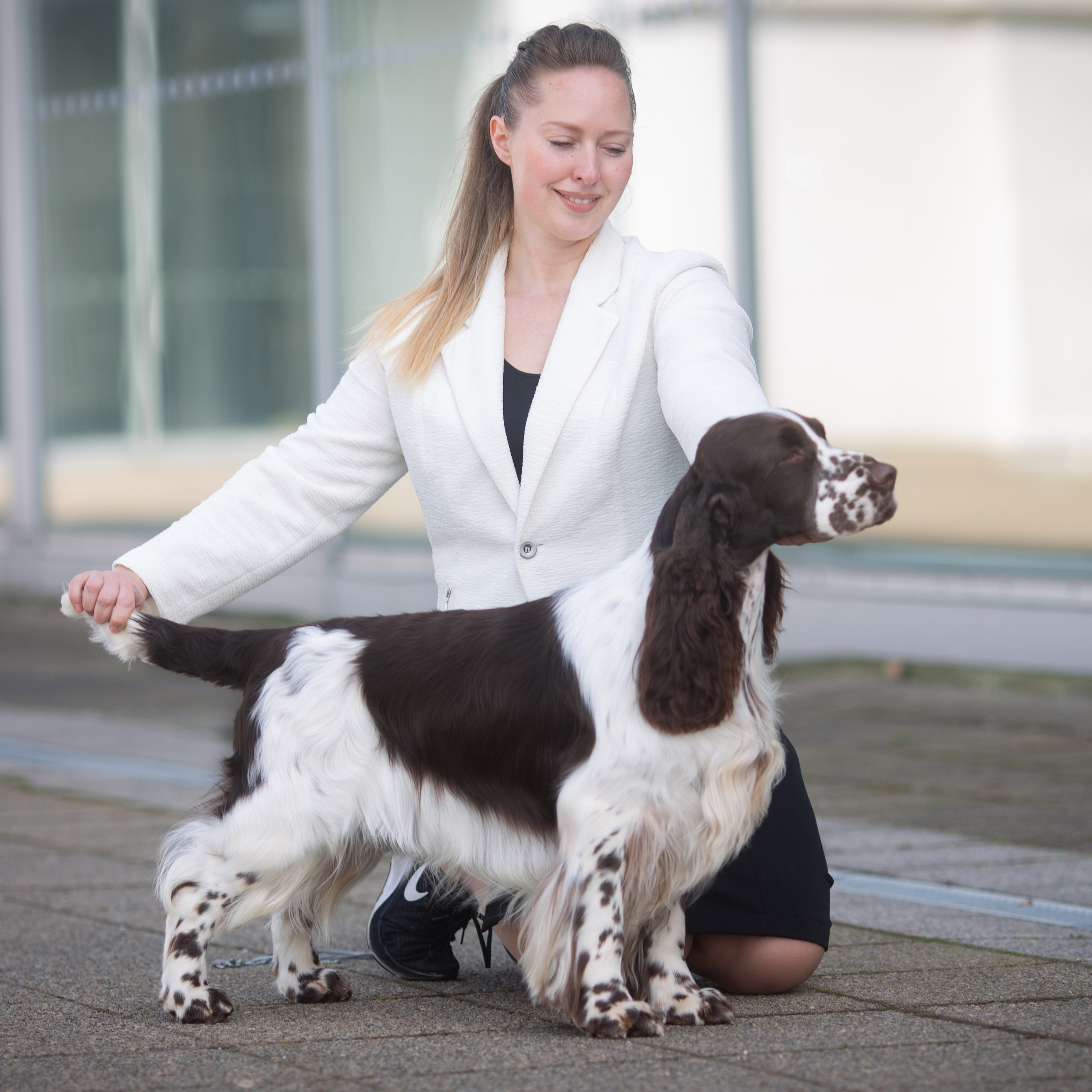 English Springer Spaniel WANDERLOVE JESSE JAMES