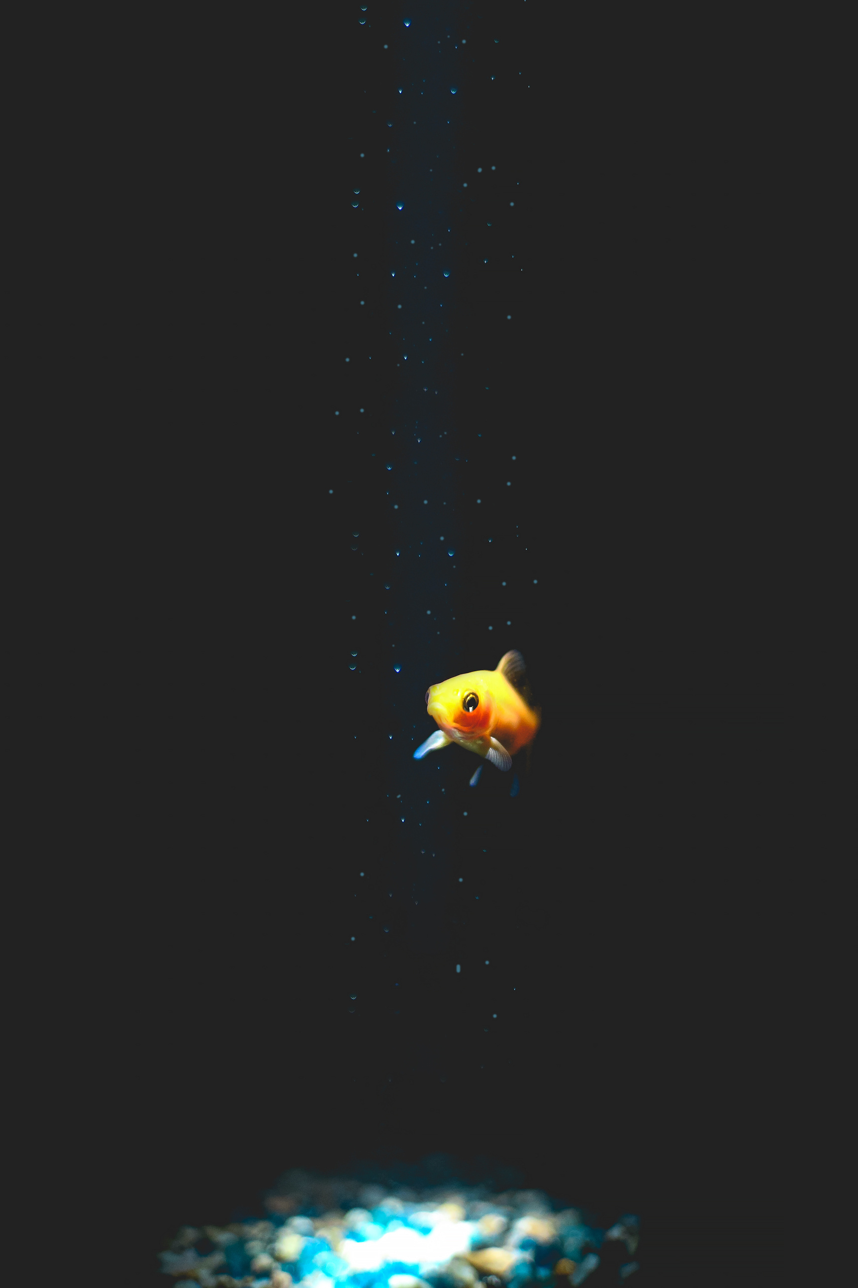 Рыбки. Фотограф Ольга Филимонова