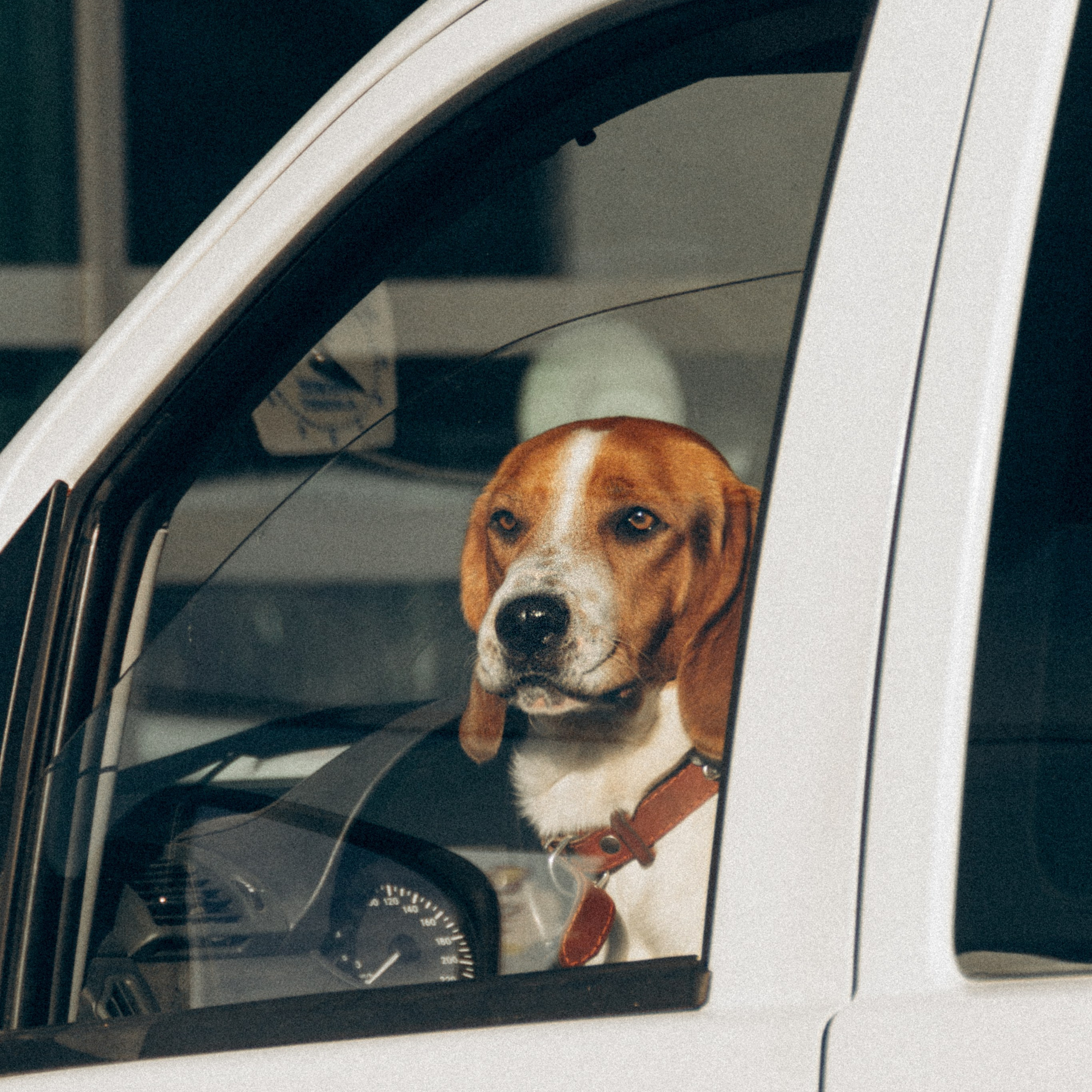 Kat Laisaar — Pet photographer in Tallinn