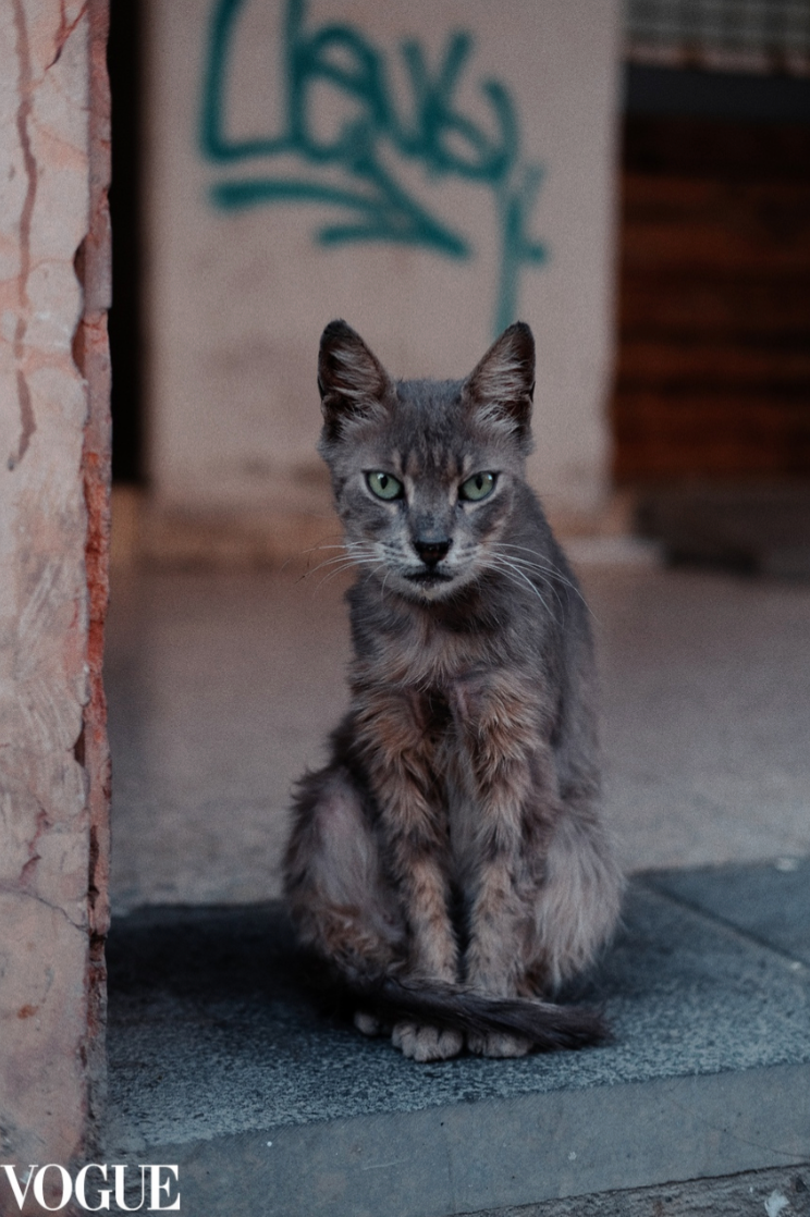 Stray Cat in Vogue by Yukophotography