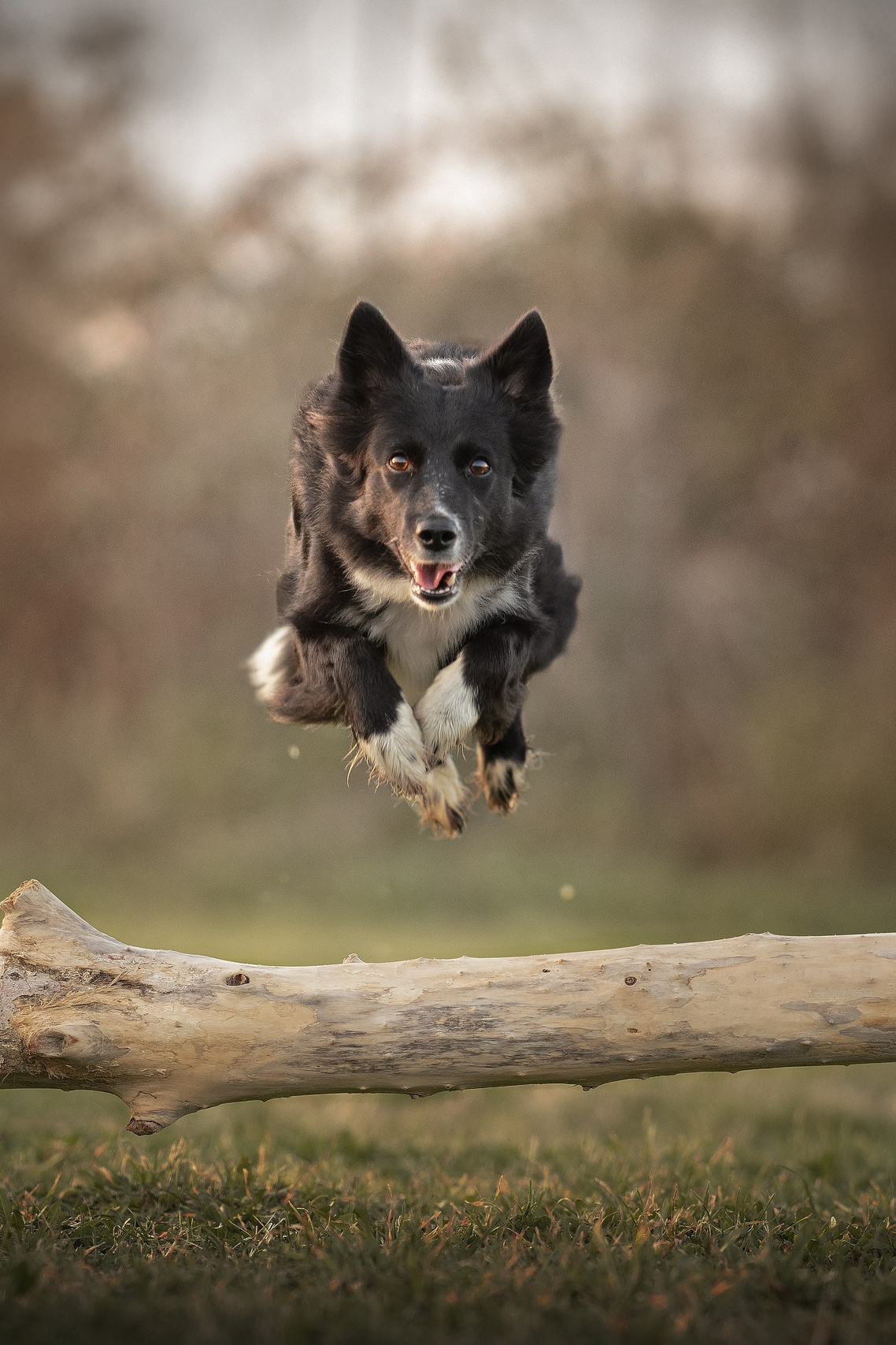 Servizi. Fotografa a Riccione, ritratti di bambini e famiglia, animali domestici