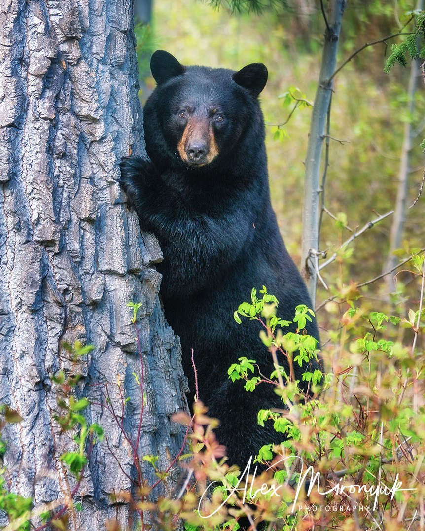 Alaskan Fall Colors. Pet, Senior, Landscape, portrait studio, photographer in Miami and Sou