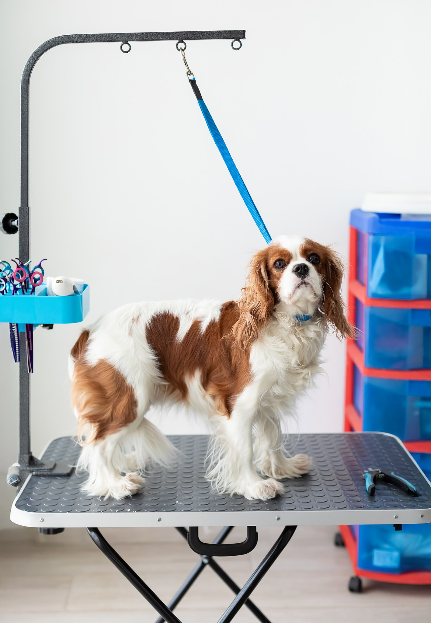 Кейс: Фотосессия для профессионального грумера в Хайфе