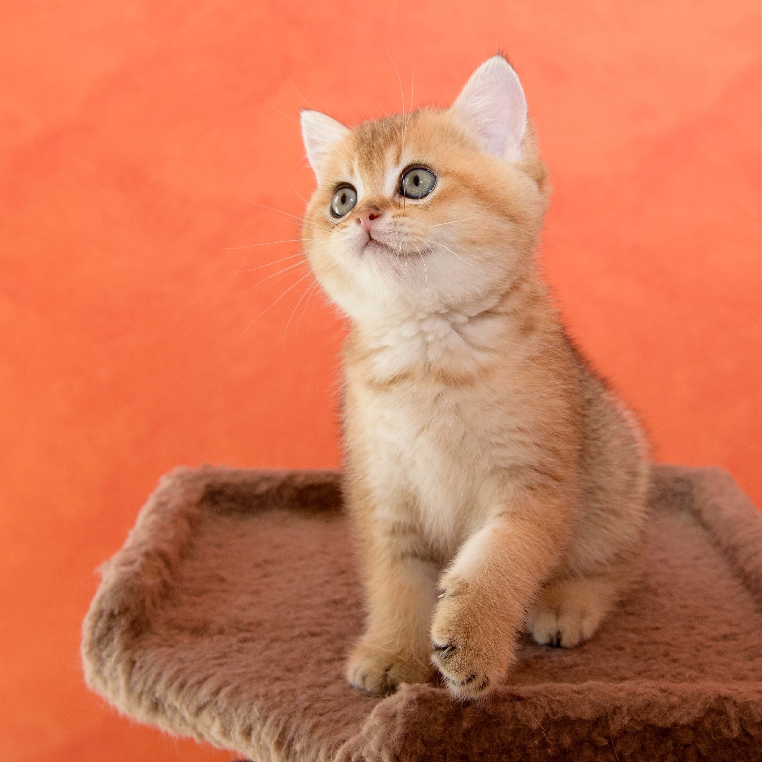 Британские золотые шиншиллы, британские кошки в Греции, питомник британских кошек на Кипре, британские котята на Кипре, купить британского котёнка на Кипре, золотая британская шиншилла на Кипре, британский котёнок на Кипре цена