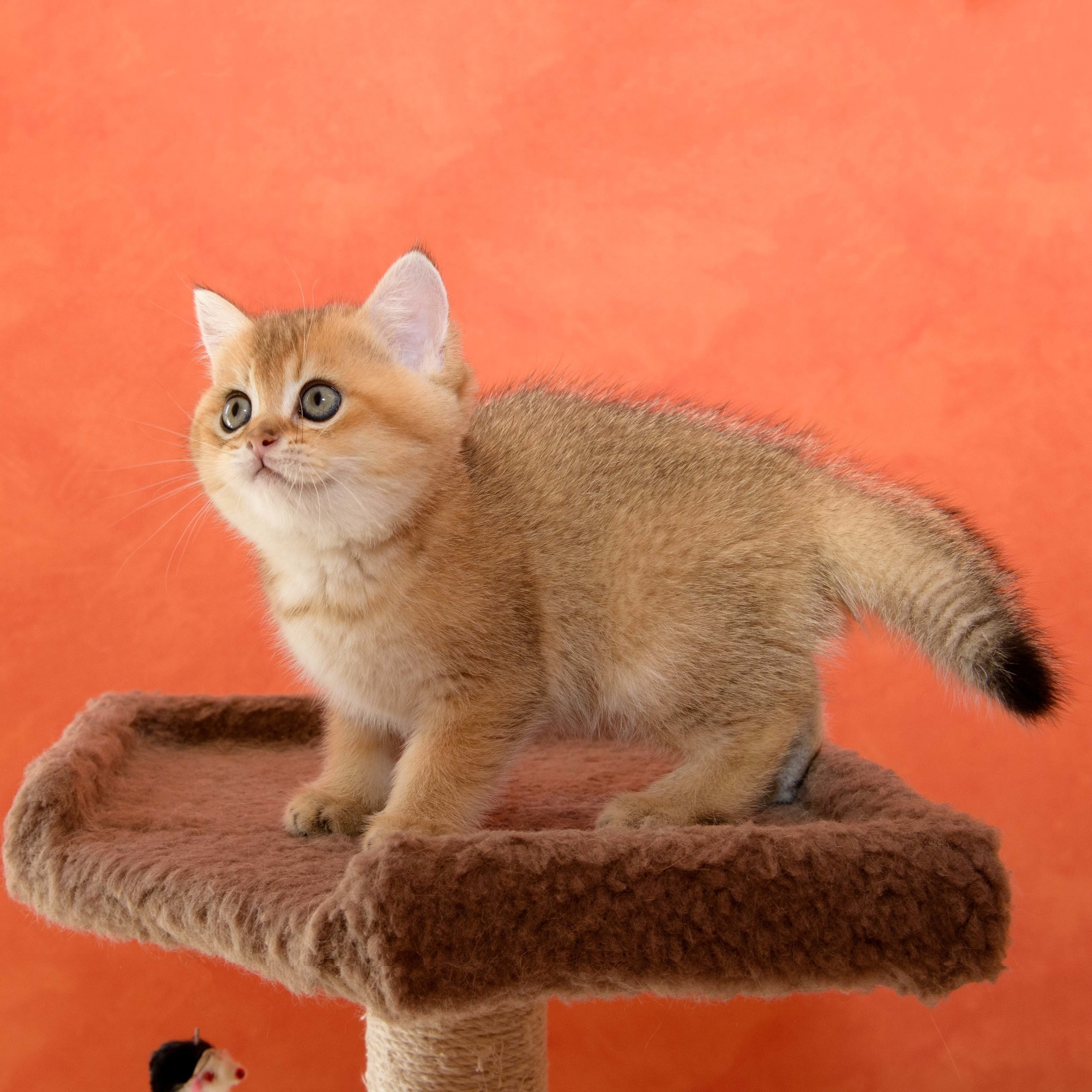 Британские золотые шиншиллы, британские кошки в Греции, питомник британских кошек на Кипре, британские котята на Кипре, купить британского котёнка на Кипре, золотая британская шиншилла на Кипре, британский котёнок на Кипре цена