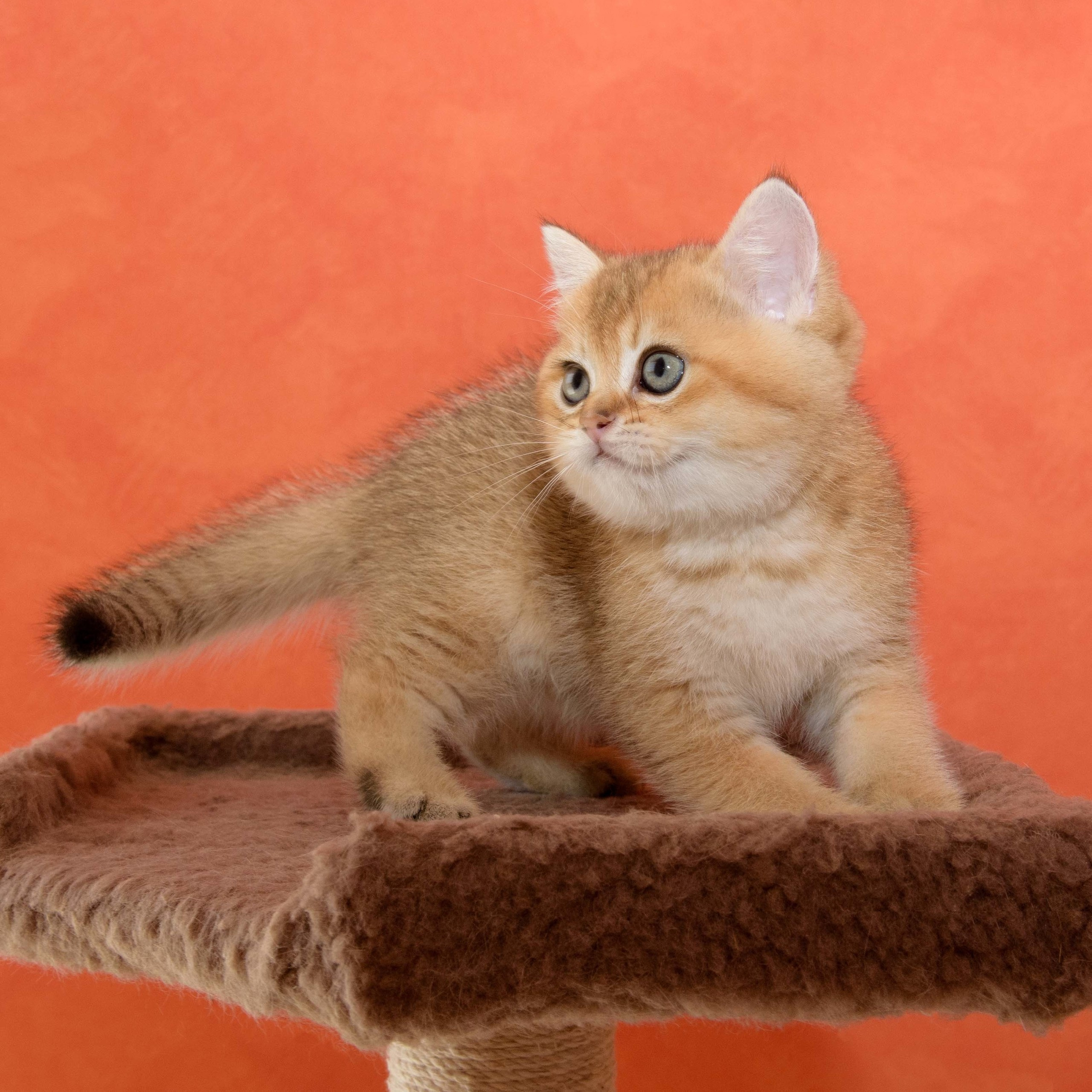 Британские золотые шиншиллы, британские кошки в Греции, питомник британских кошек на Кипре, британские котята на Кипре, купить британского котёнка на Кипре, золотая британская шиншилла на Кипре, британский котёнок на Кипре цена