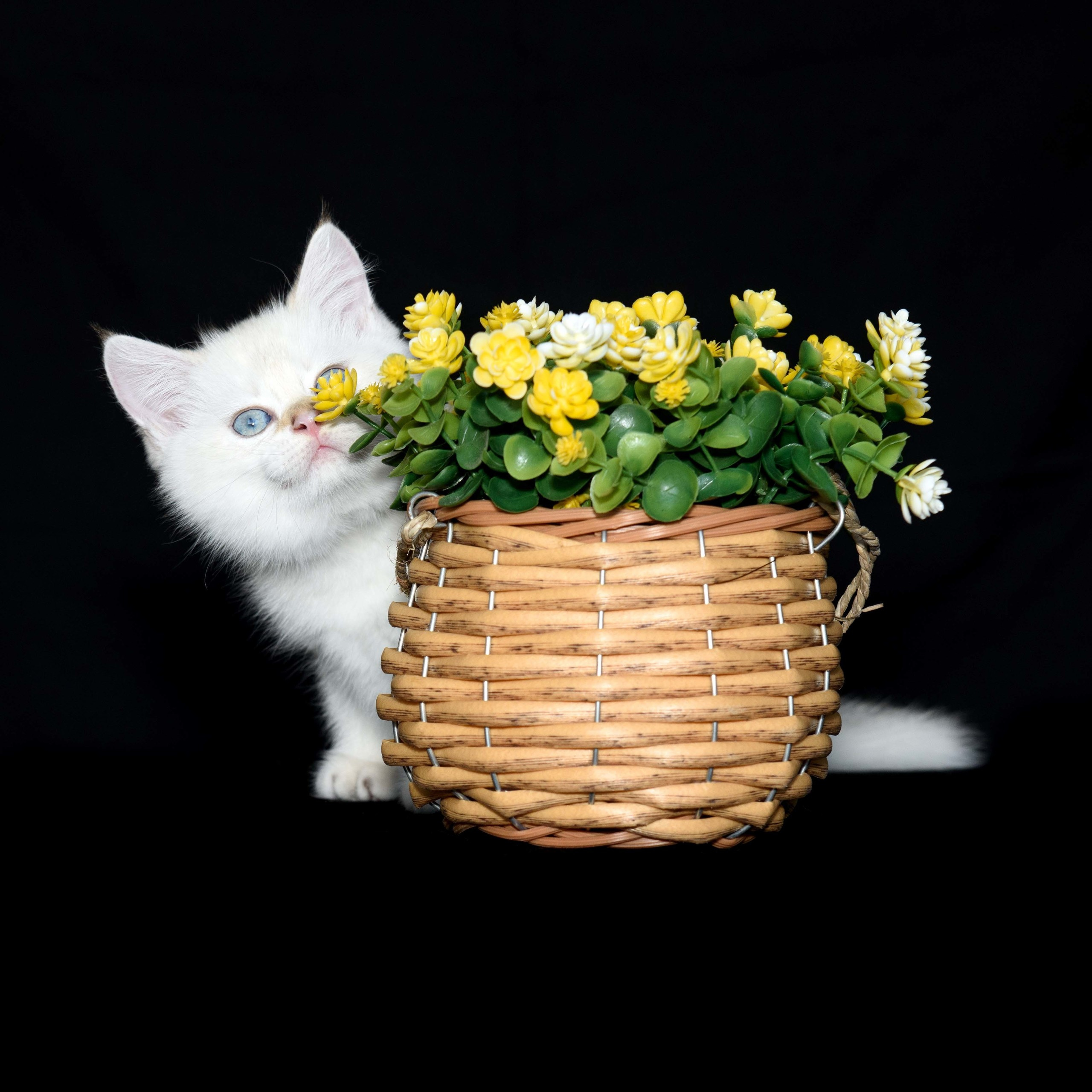 british shorthair golden, british shorthair golden cattery, british shorthair cattery greece, british golden chinchilla greece, british shorthair price, british shorthair Cyprus price, british shorthair Limassol price, cattery british shorthair Limassol, cattery british shorthair Cyprus, british shorthair kittens price, Cattery British shorthair Cyprus, cattery british shorthair Limassol, british kittens Limassol, british kittens Limassol price, cats for sale Limassol, kitten for sale Limassol, kitten for sale Cyprus, kitten for sale with pedigree limassol, cats for sale Limassol, cats for sale Larnaka, cats for sale Nicosia, kittens for sale Limassol, kittens for sale with pedigree Limassol