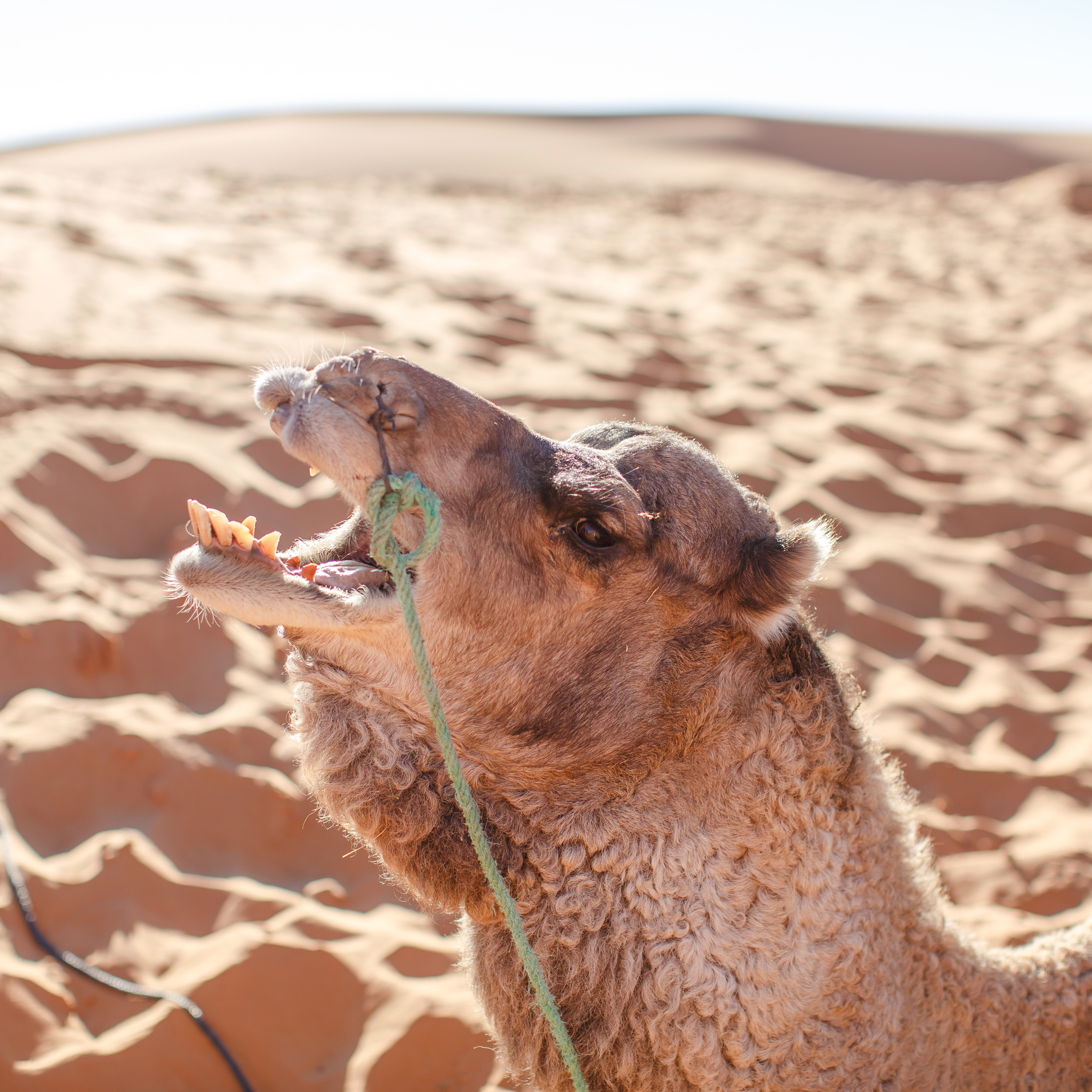 Марокко за 7 дней — Марракеш, Мерзуга, Урзазат и пустыня Сахара