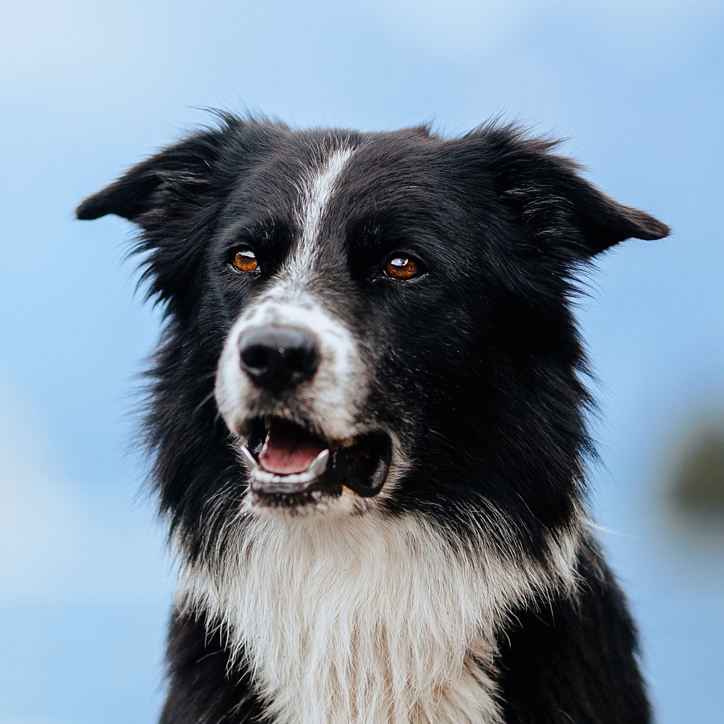 WITH PETS. Dog&Horse Photographer Switzerland