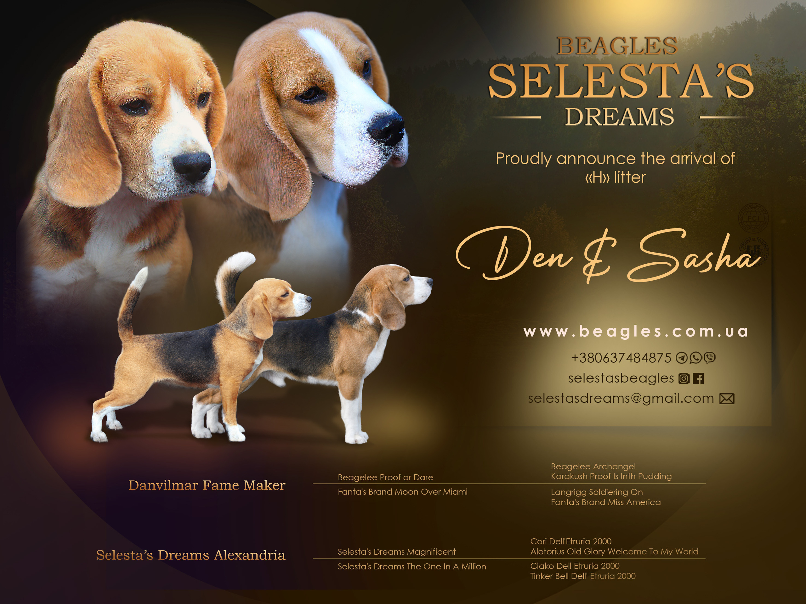 Саша і Ден. Питомник биглей Selesta’s Dreams