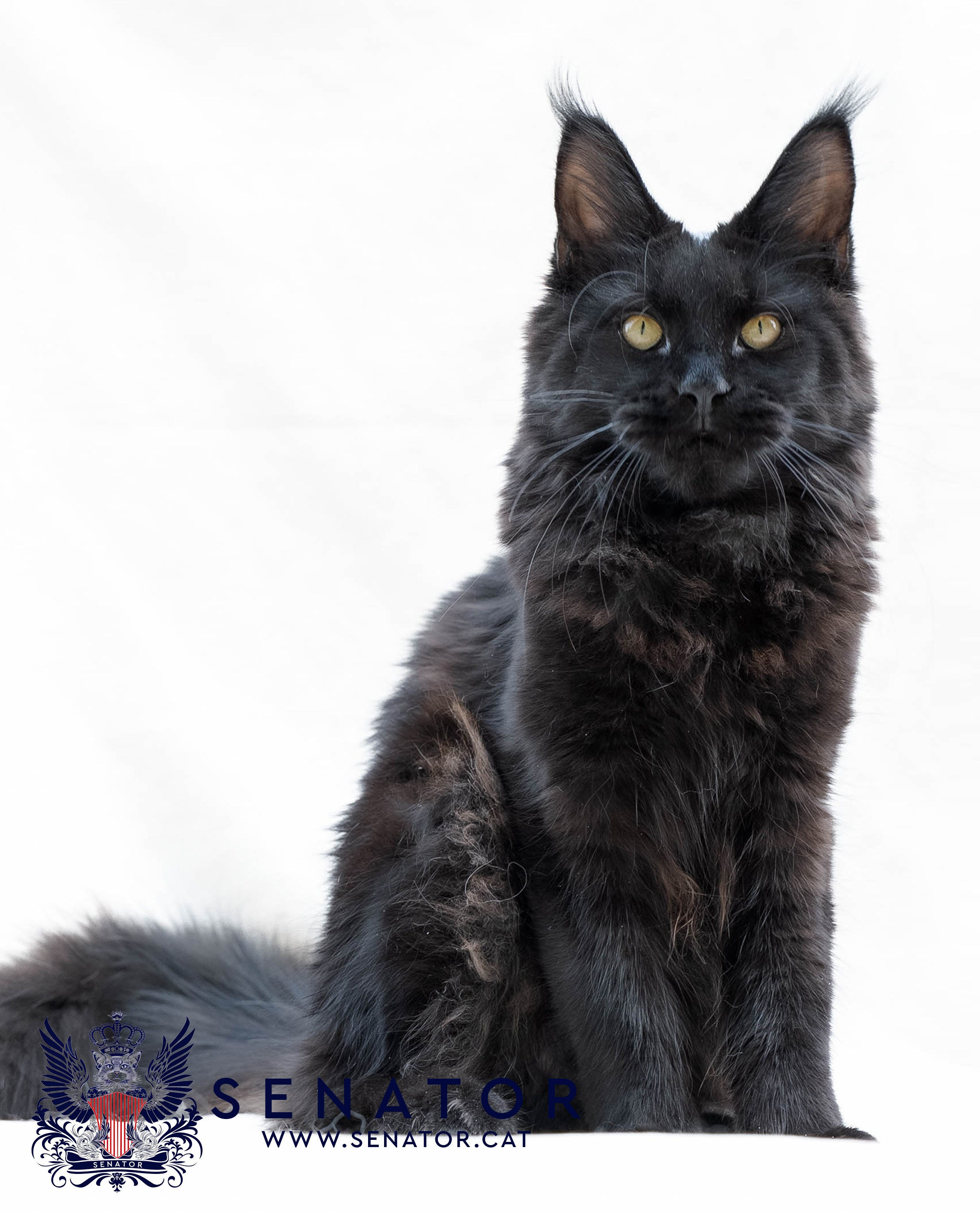 Senator Cat — Maine Coon cattery