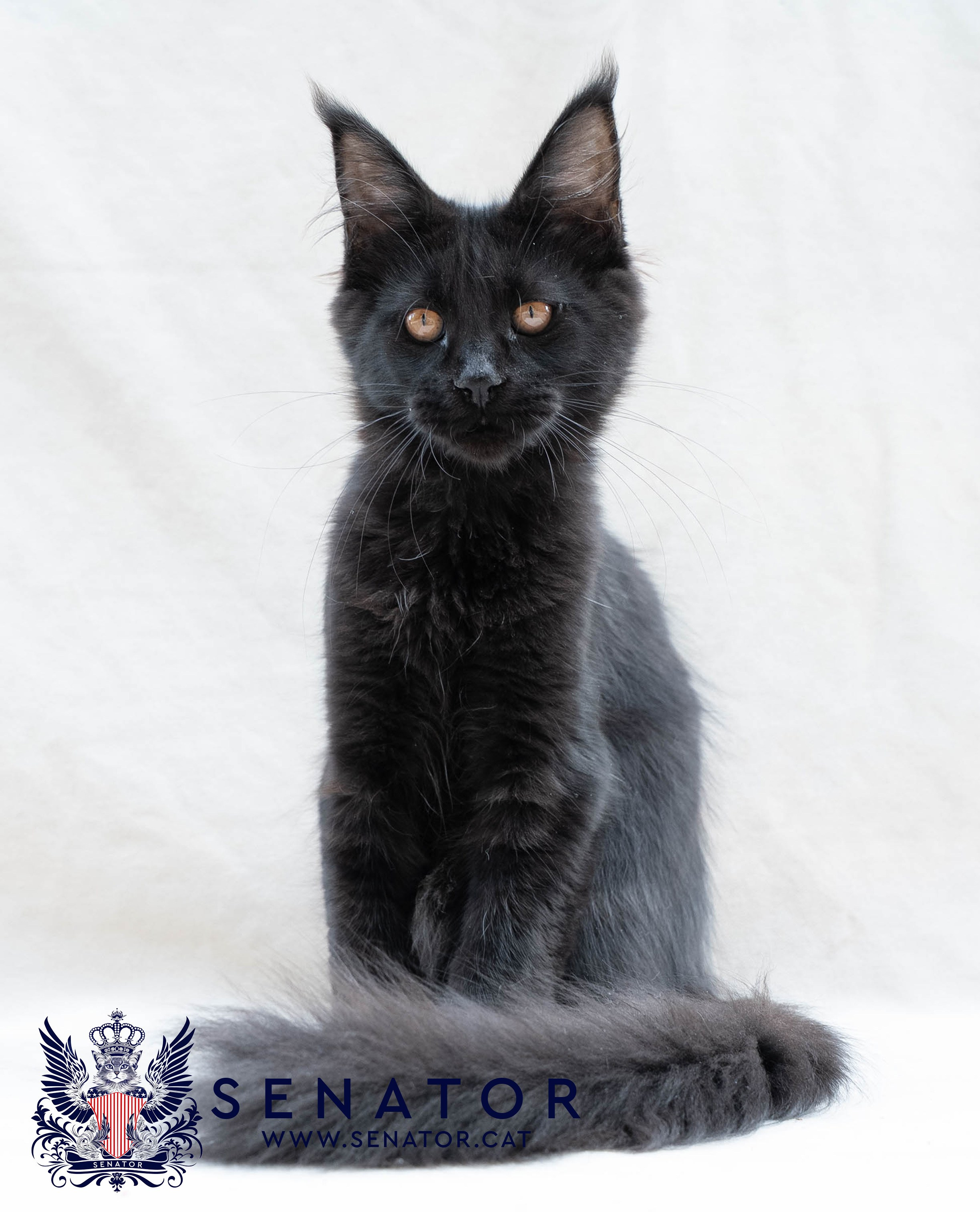 Senator Cat — Maine Coon cattery