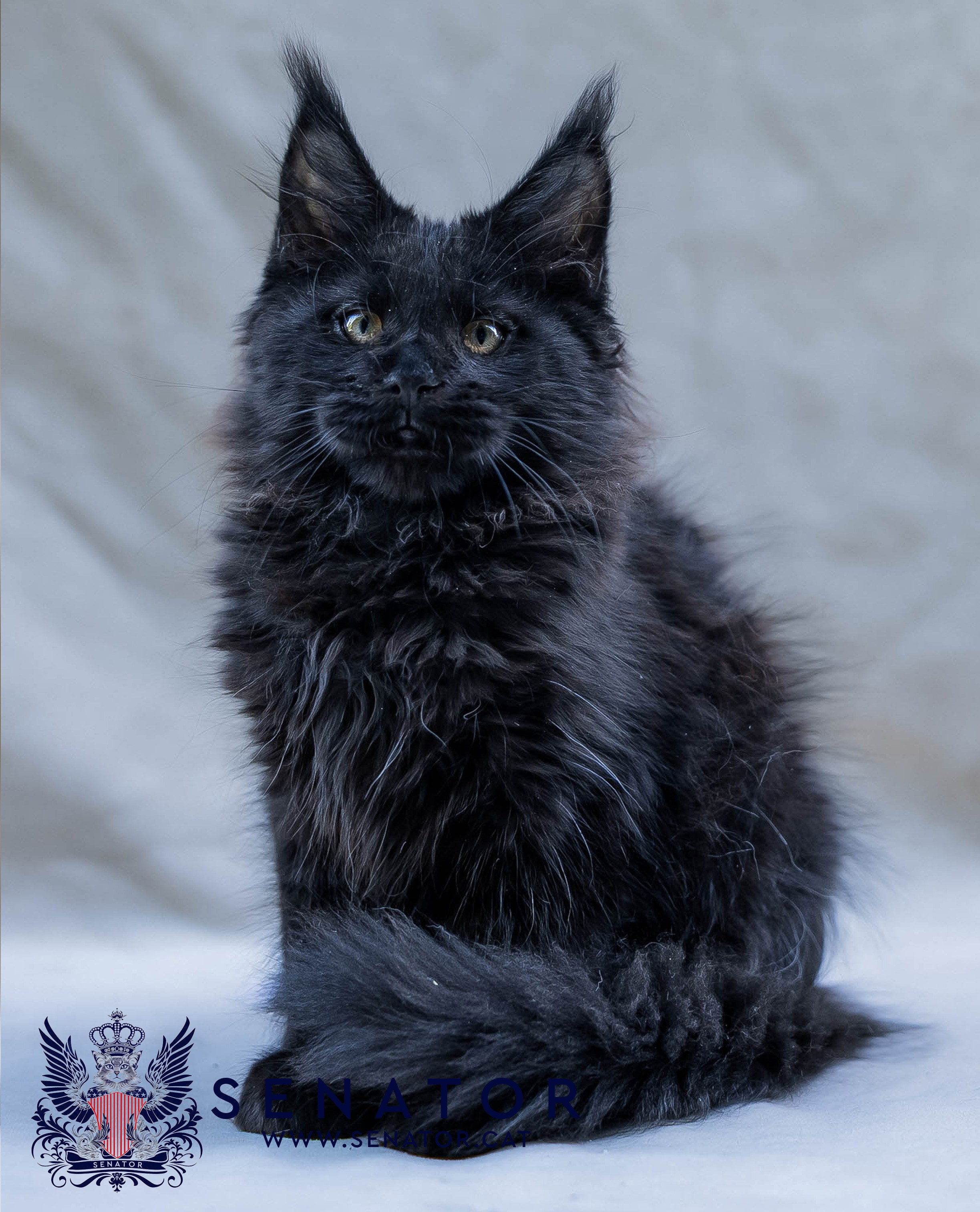 Kittens. Senator Cat — Maine Coon cattery