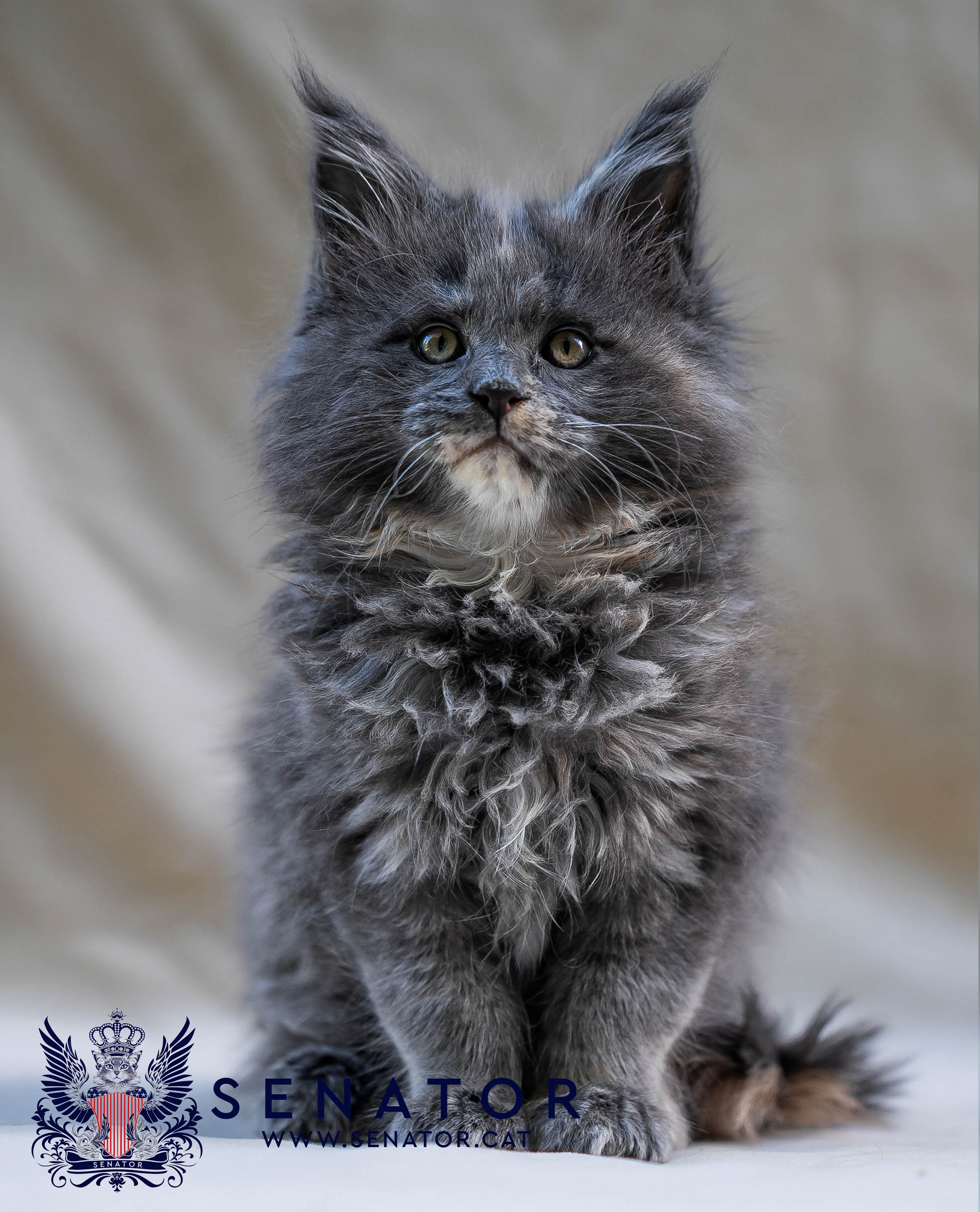 Kittens. Senator Cat — Maine Coon cattery