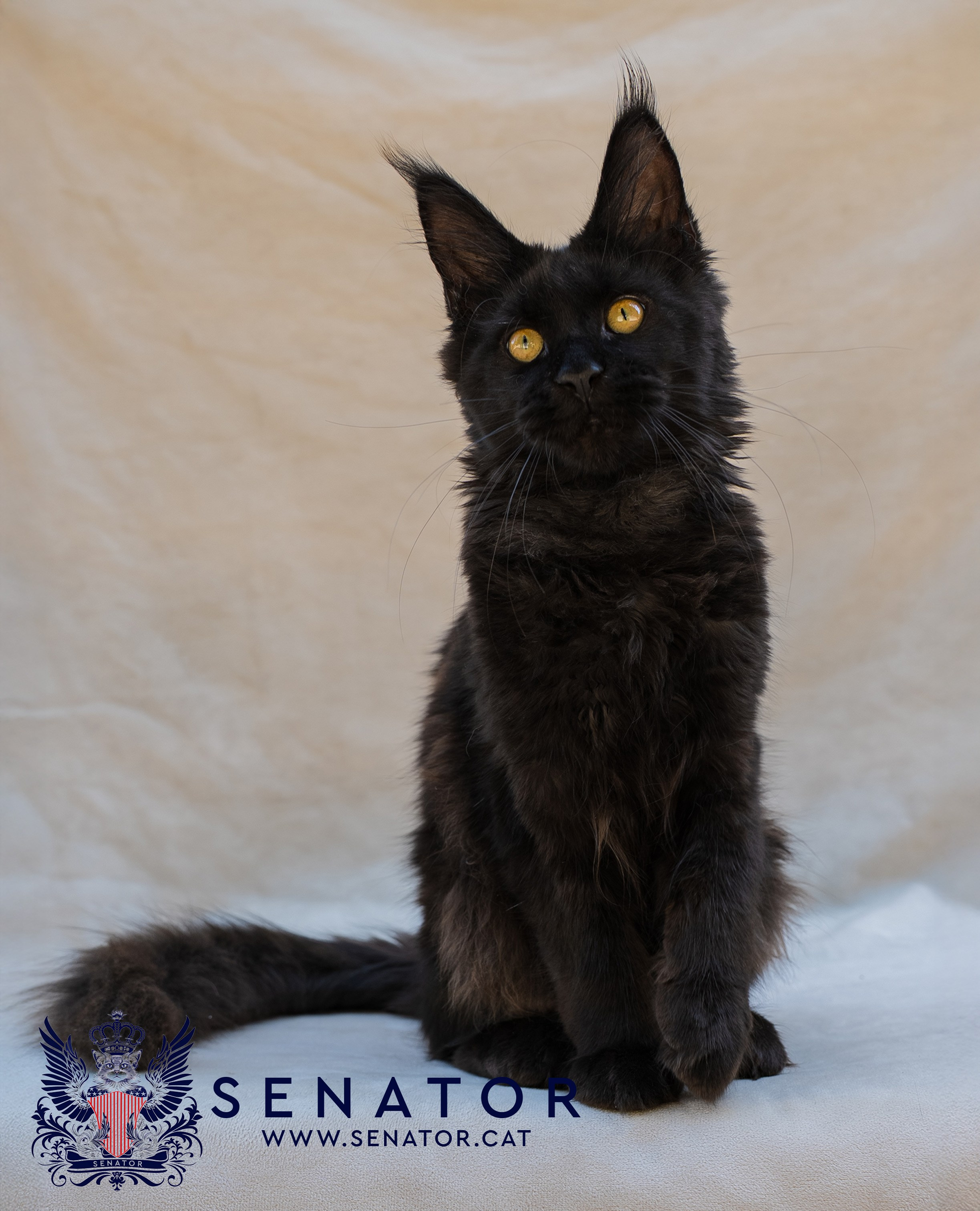Kittens. Senator Cat — Maine Coon cattery