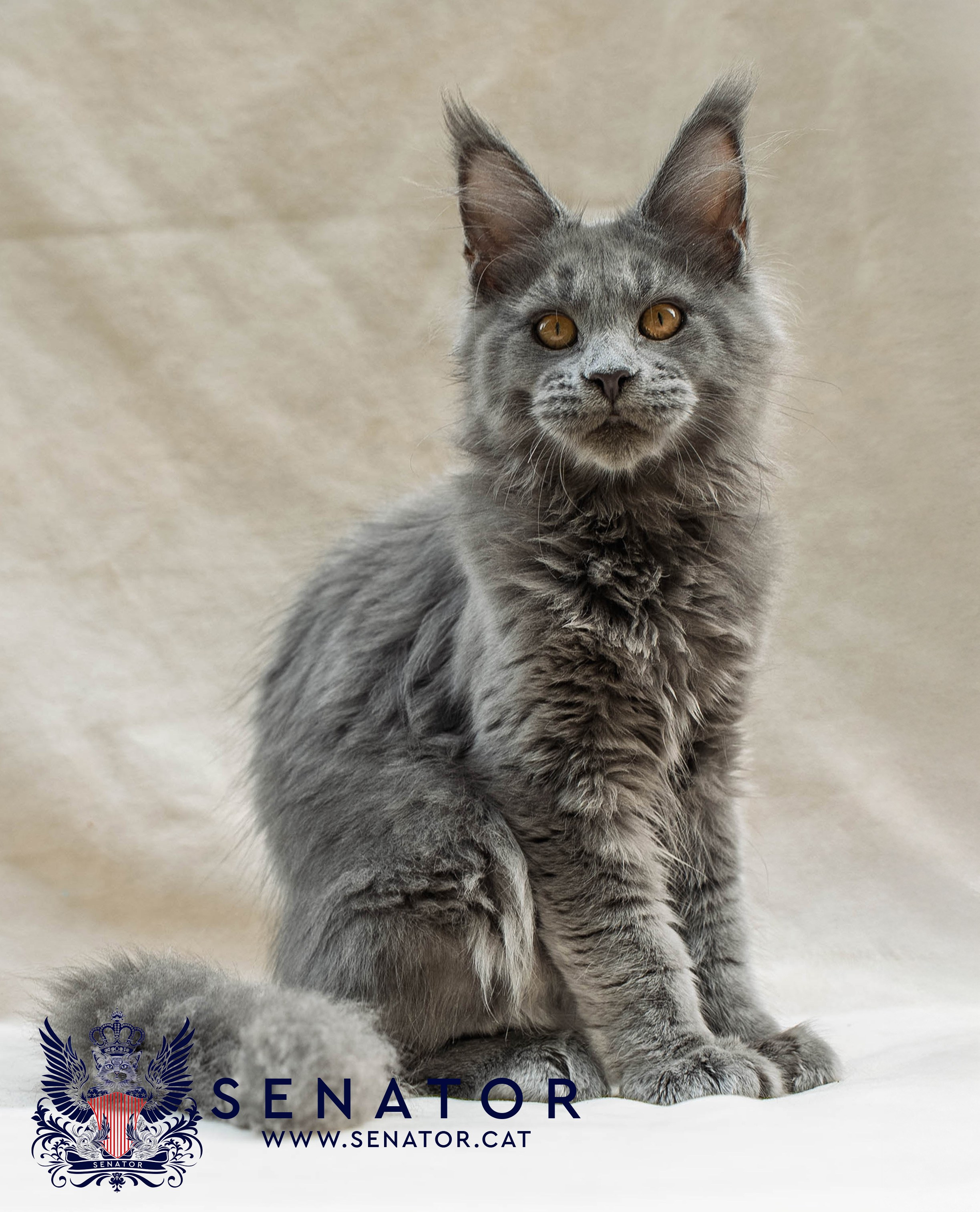 Senator Cat — Maine Coon cattery