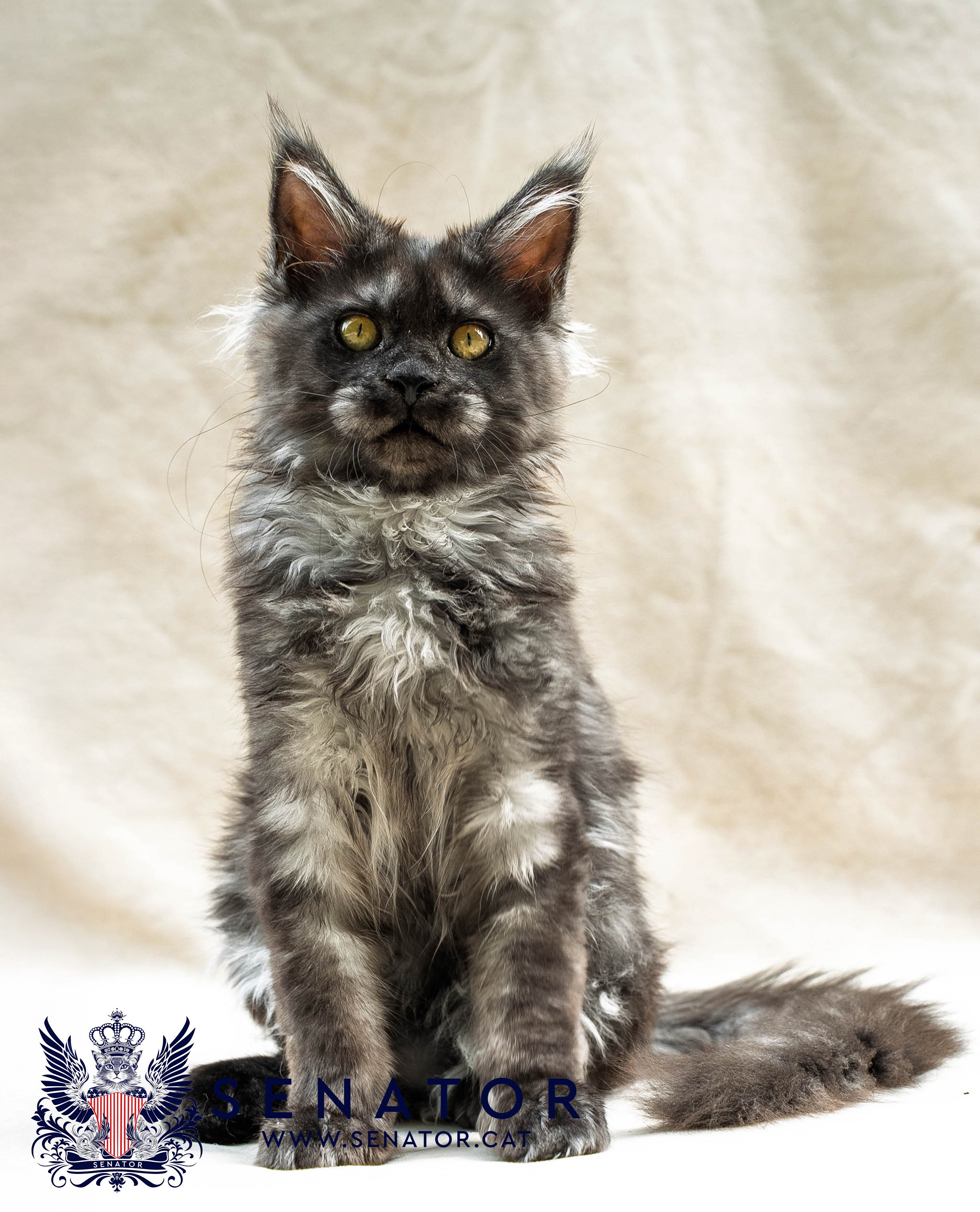 Senator Cat — Maine Coon cattery