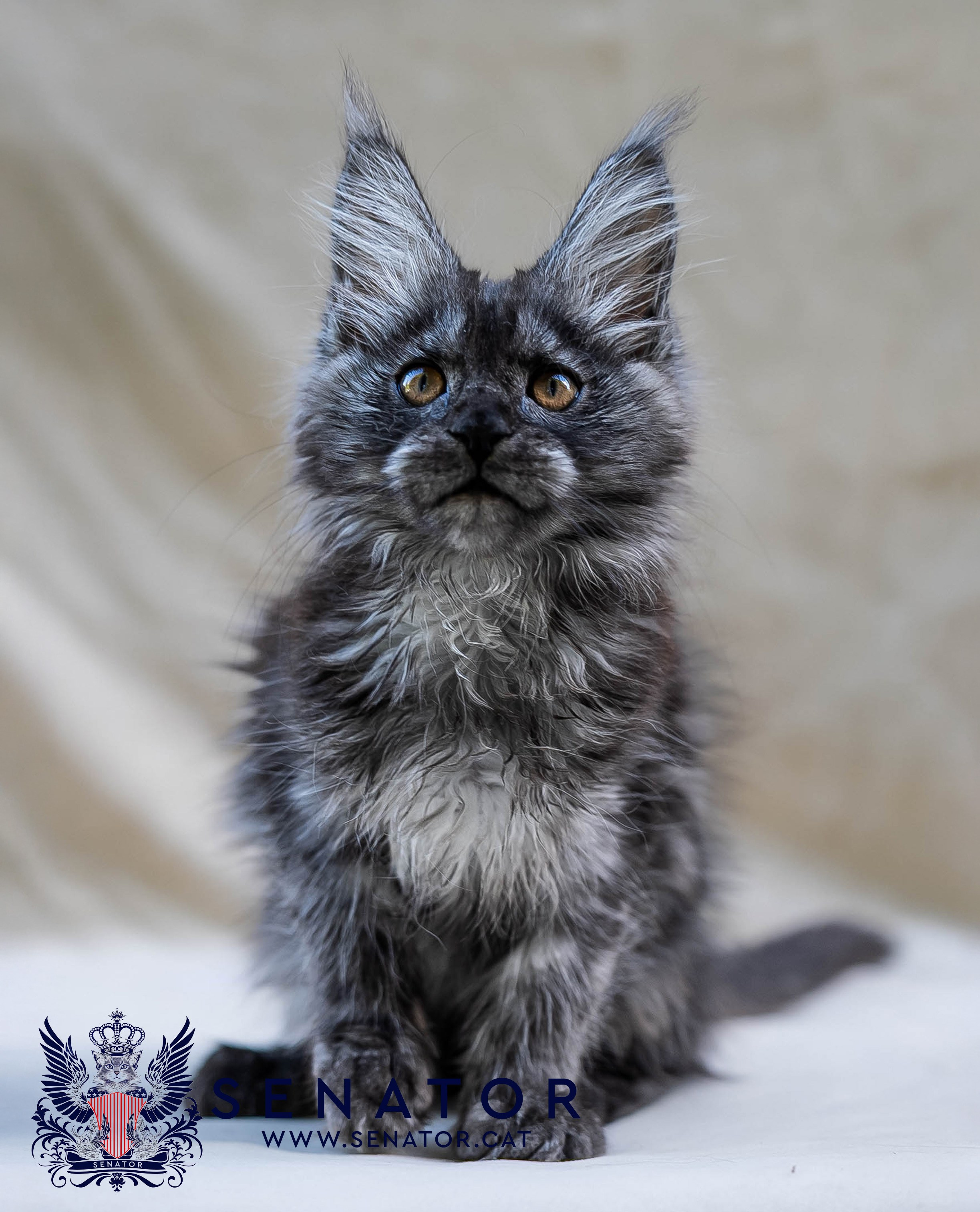 Senator Cat — Maine Coon cattery